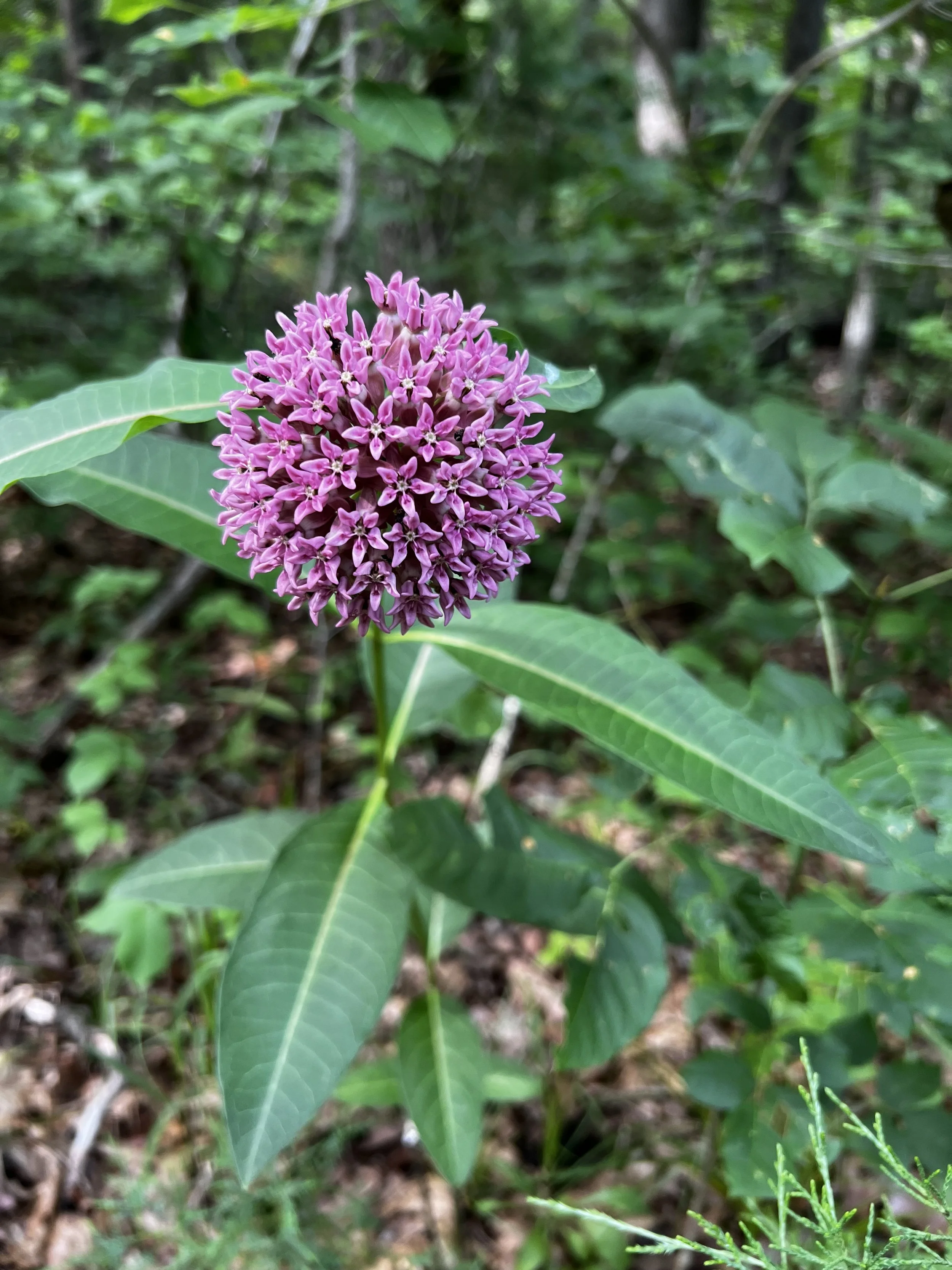 Native, Edible, or Infrastructure Designs