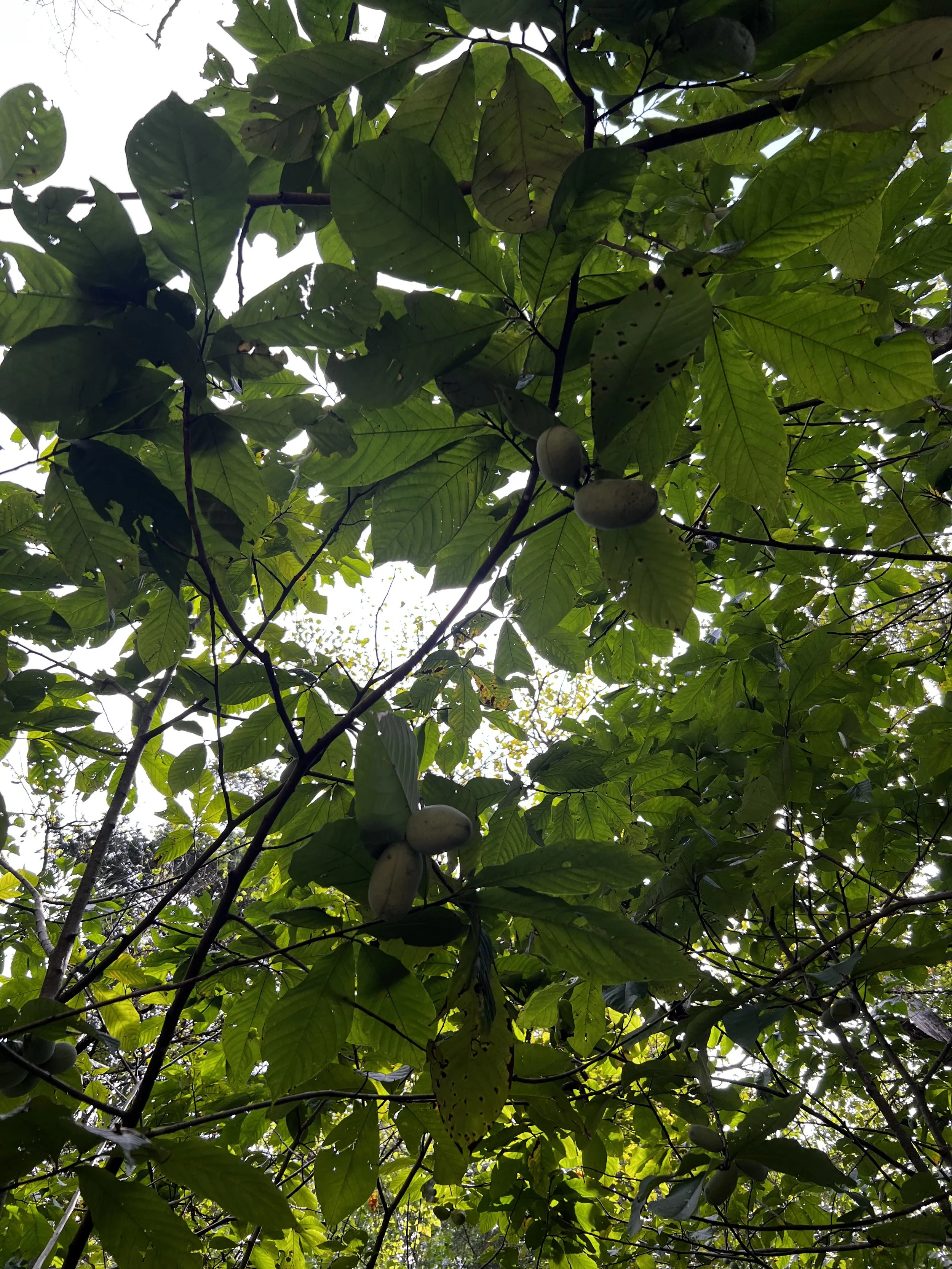 Fruit Tree Maintenance
