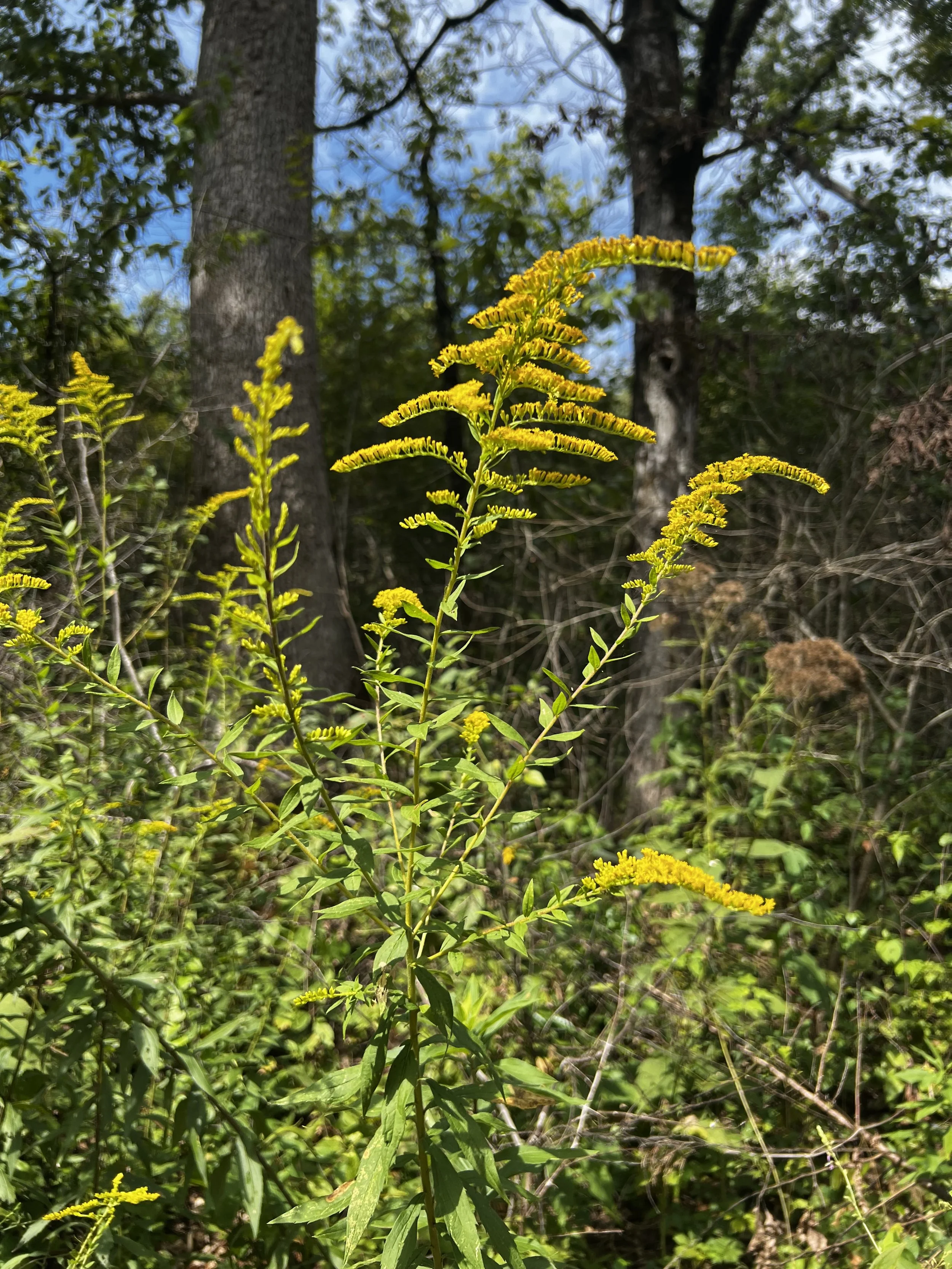Foraging Consultation