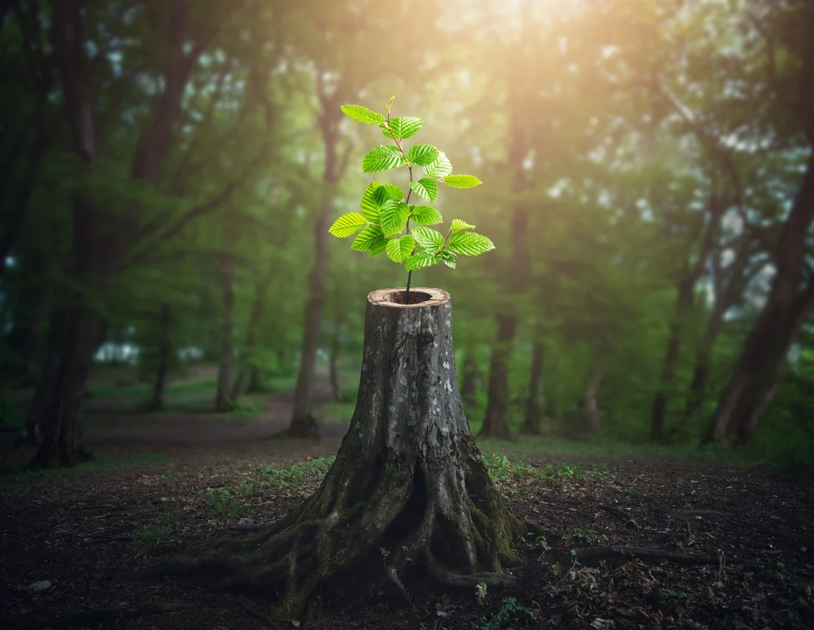A small green plant growing in the hollow of a tree stump in a sunlit forest.