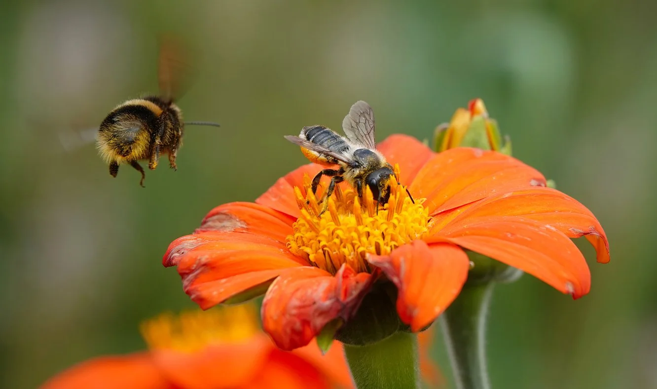 Close-up of a bee and a flying bee on an orange flower with yellow center, with another bee on a similar flower in the background.
