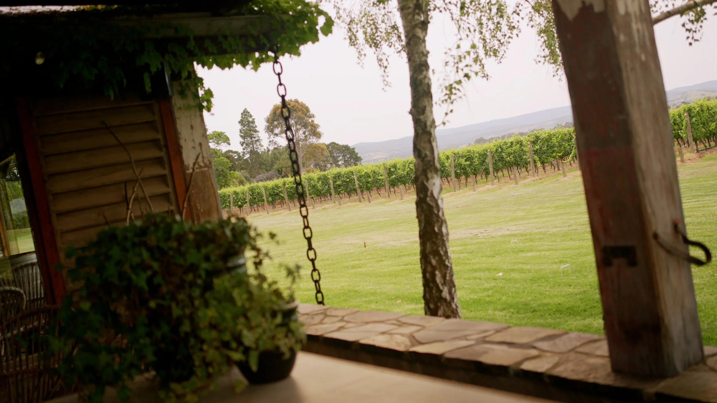 Rhiannon _Thomas_Framegrab_vineyard.jpg