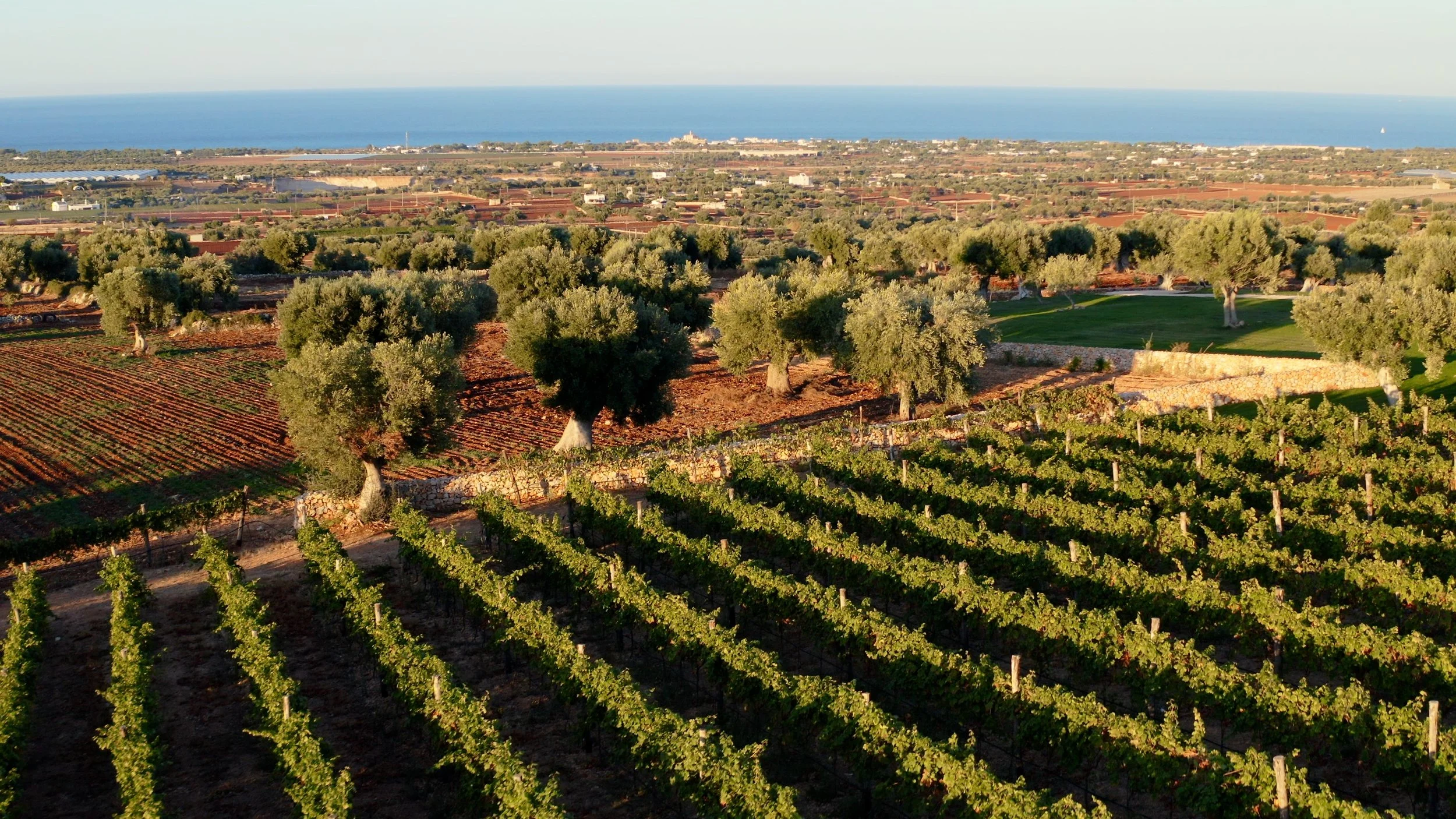 Sari_Jacob_olive_trees.jpg