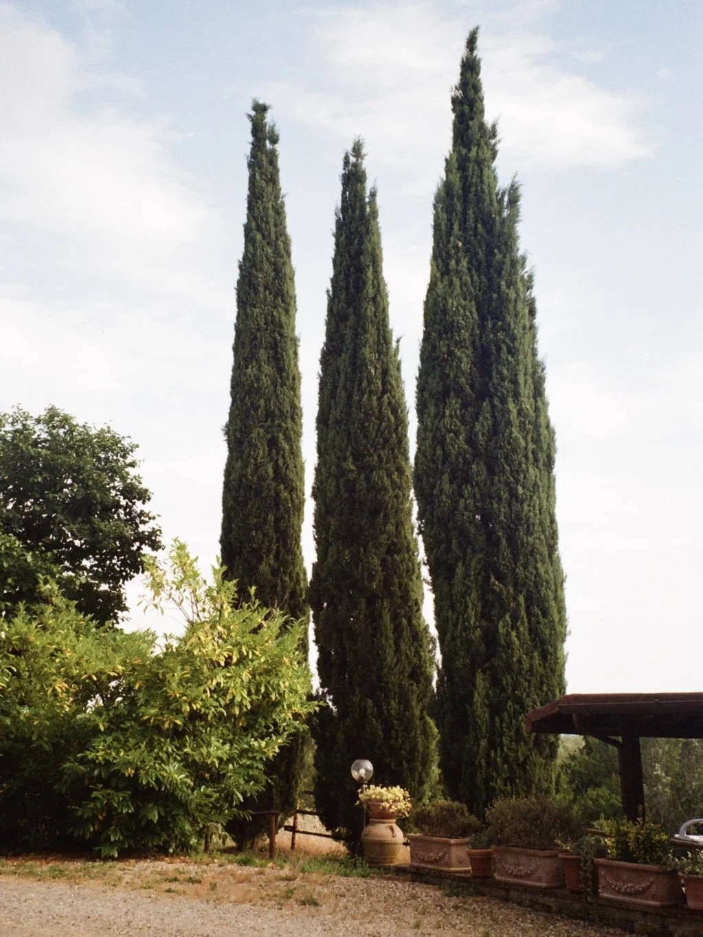 Three tall, narrow cypress trees in a garden with shrubs, potted plants, and a small wooden structure on the right.