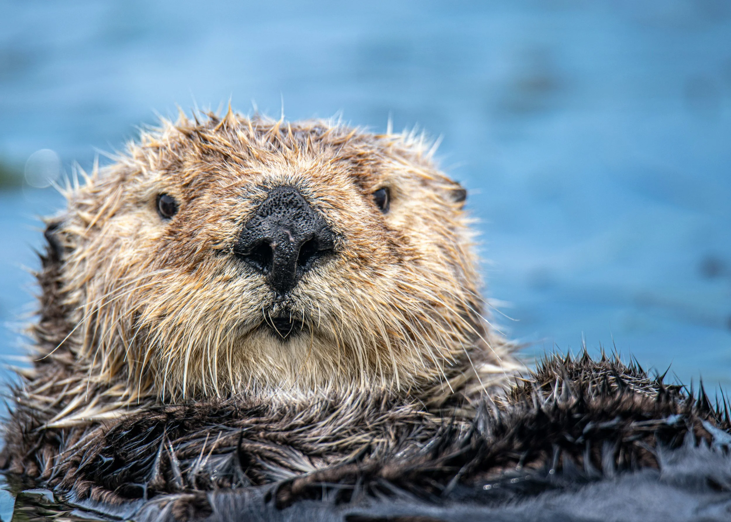 The Sign of the Beaver