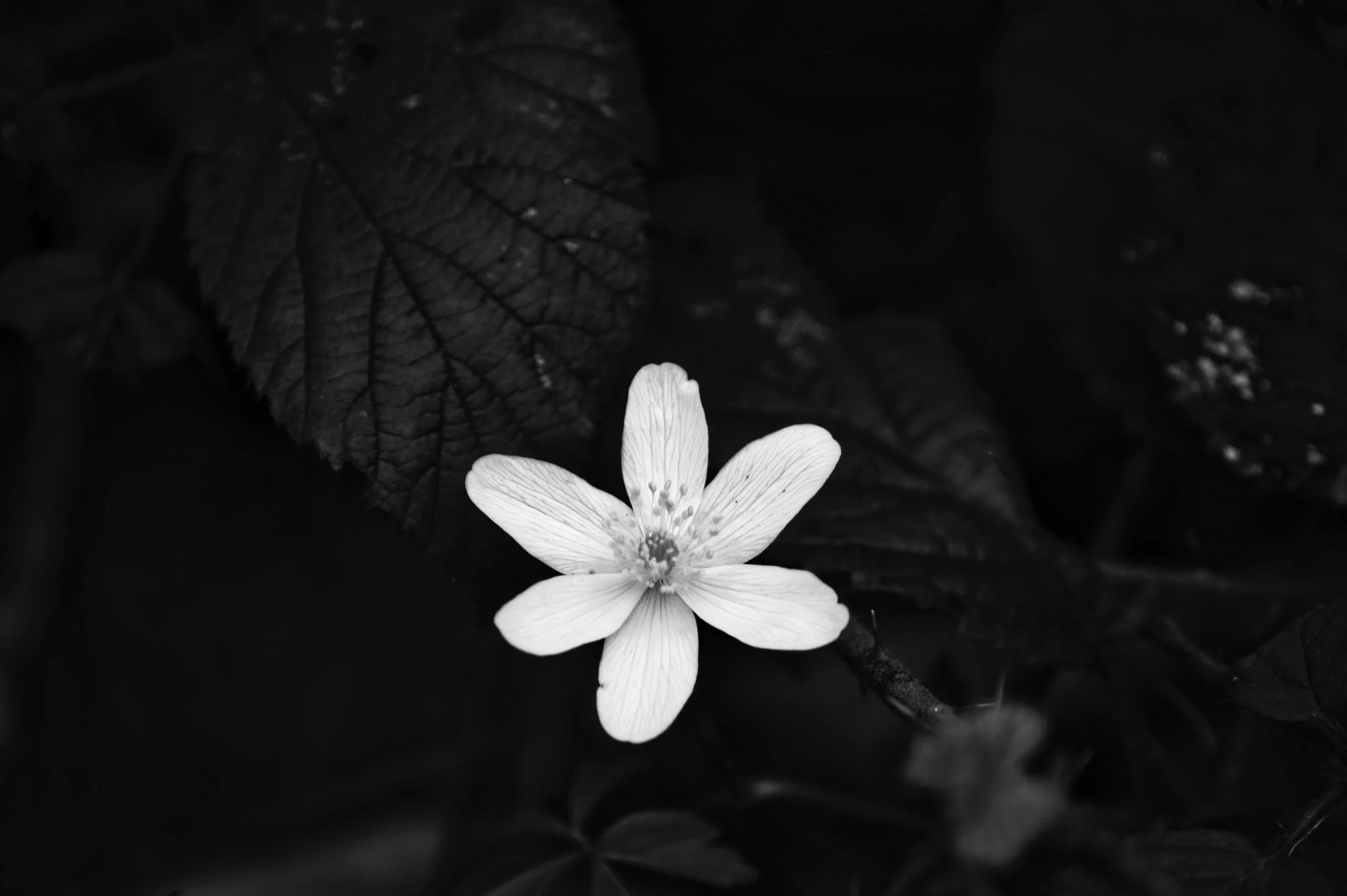 A single wood anemone flower photographed in black and white in Park Wood, Bisham, Buckinghamshire, an ancient woodland indicator species emerging in early spring against a dark woodland background.