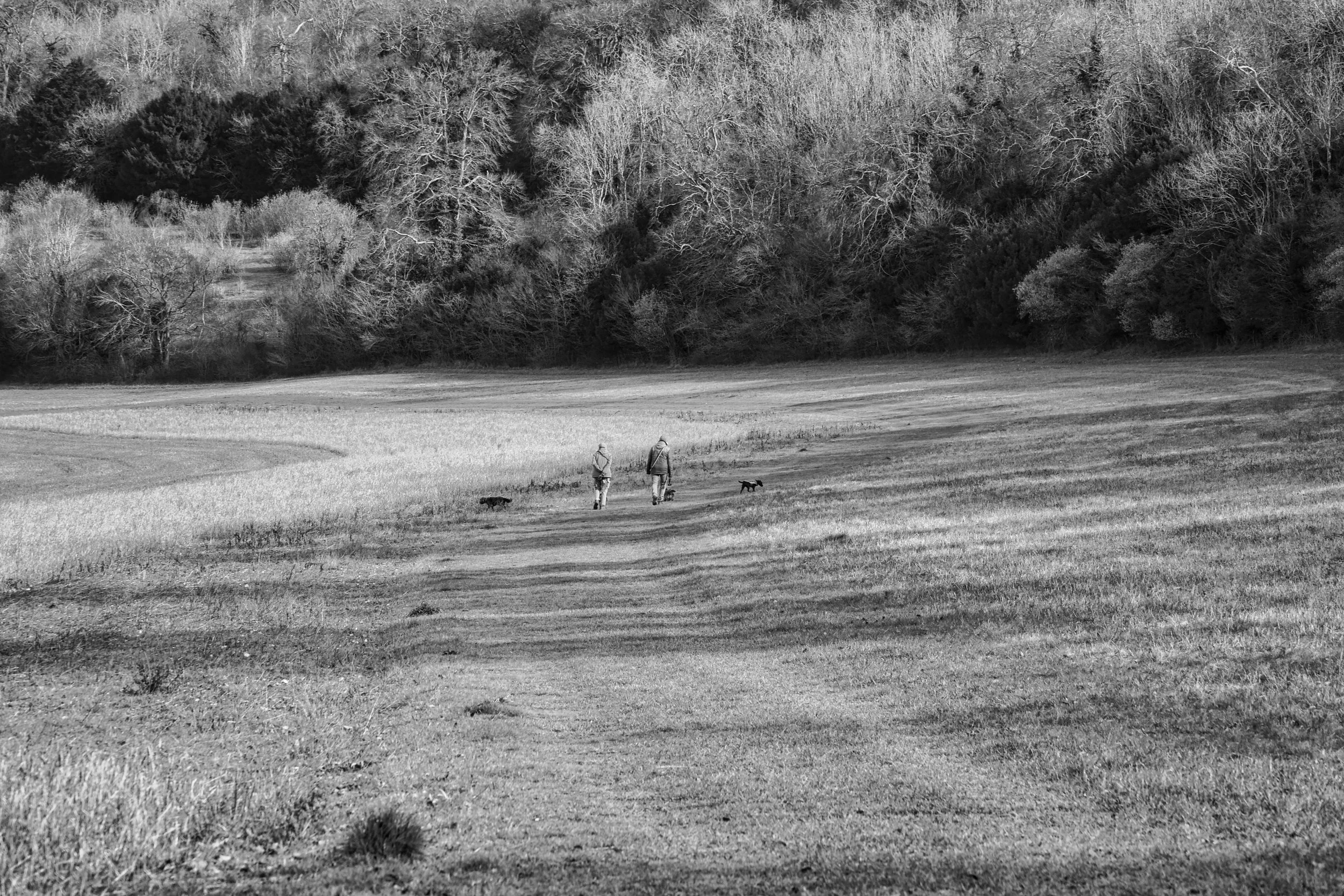 Two walkers with a dog crossing a wide open field with a dense treeline behind, black and white