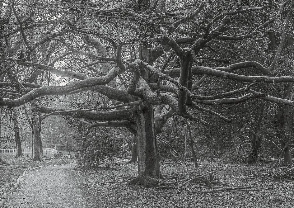 Ancient pollarded beech tree with dramatically spreading branches at Burnham Beeches, Chiltern Hills, Buckinghamshire