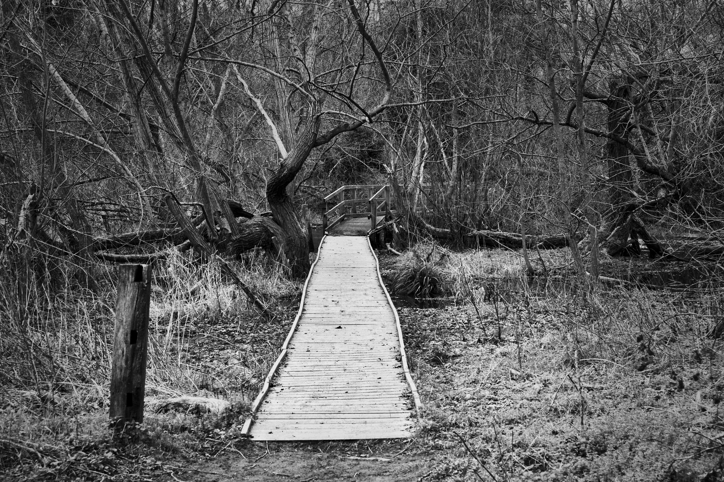 Wooden boardwalk path through Frogmore Meadow Nature Reserve, bare trees and scrub either side, Chess Valley, black and white