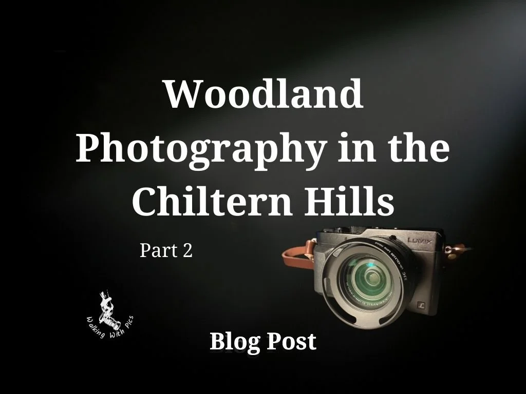 Woodland Photography in the Chiltern Hills — Part 2