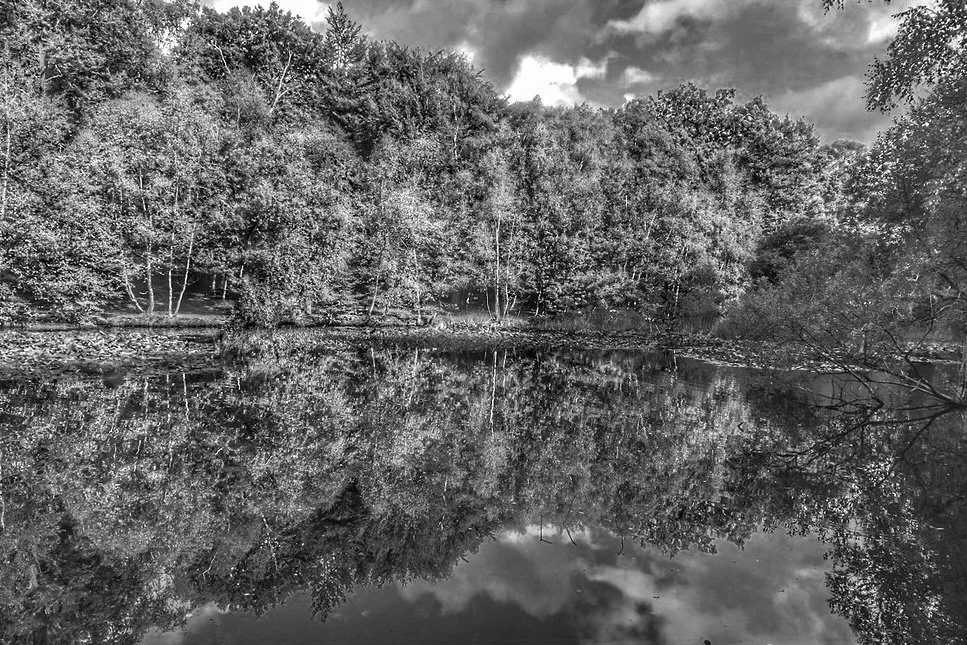 Tree reflections at Burnham Beeches lake Chilltern Hills