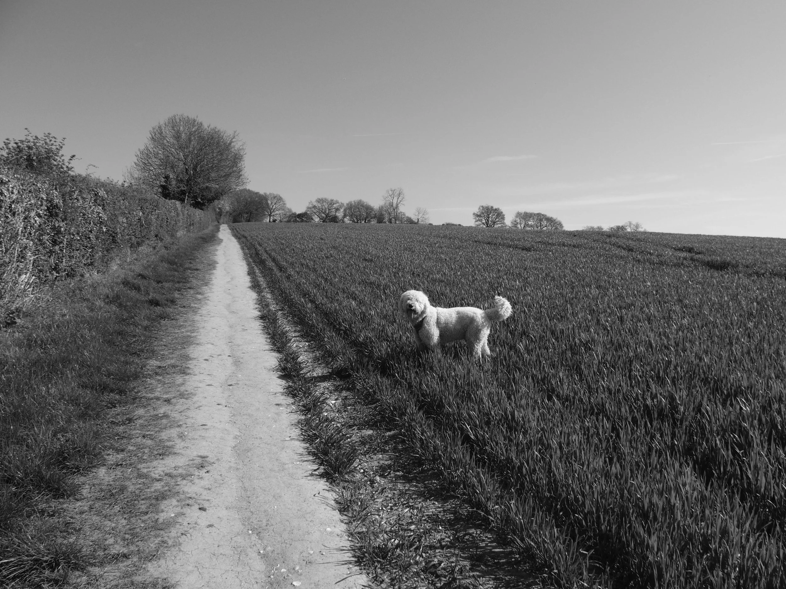Black and white photograph of a white goldendoodle standing on a chalk path through arable fields in the Chiltern Hills, Buckinghamshire
