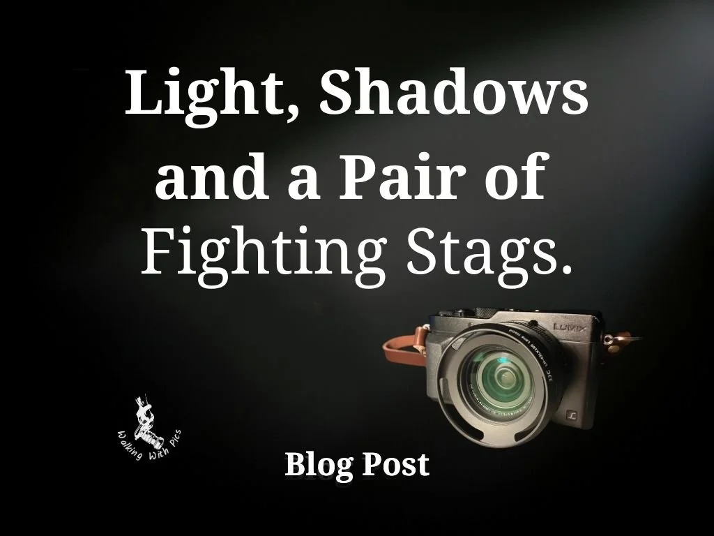 Light, Shadows and a Pair of Fighting Stags.