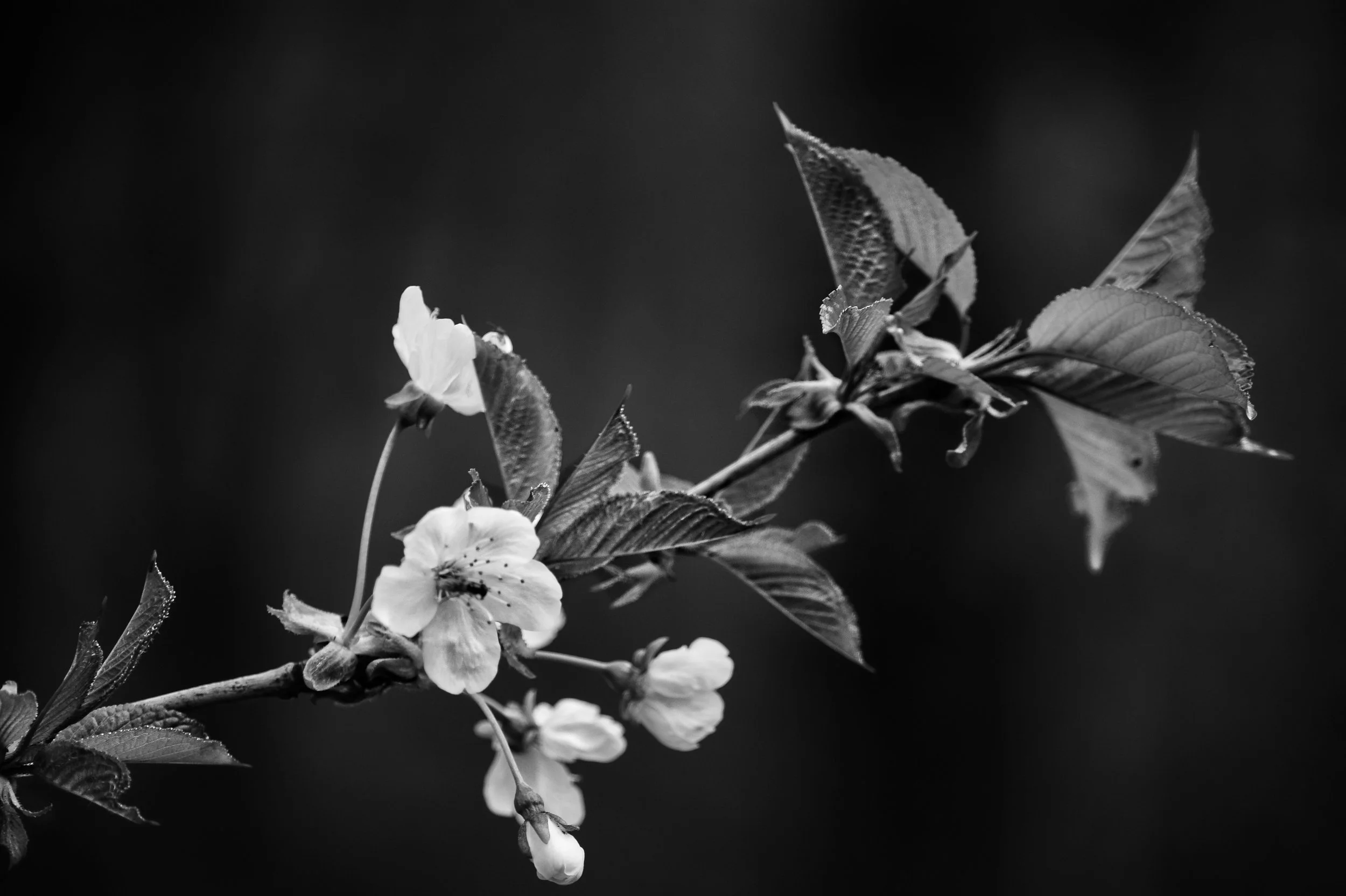 Wild cherry blossom flowering in early spring in Bisham Woods, Chiltern Hills, Buckinghamshire, photographed in black and white against a dark woodland background.