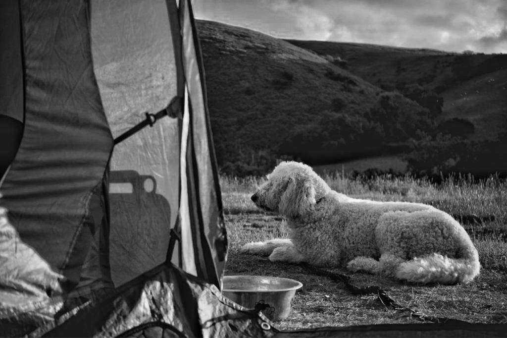 Elvis at the Tent, Exmoor
Elvis makes himself comfortable outside the tent on Exmoor — stretched out and completely unbothered by the hills behind him. The life of a camping dog, captured honestly.