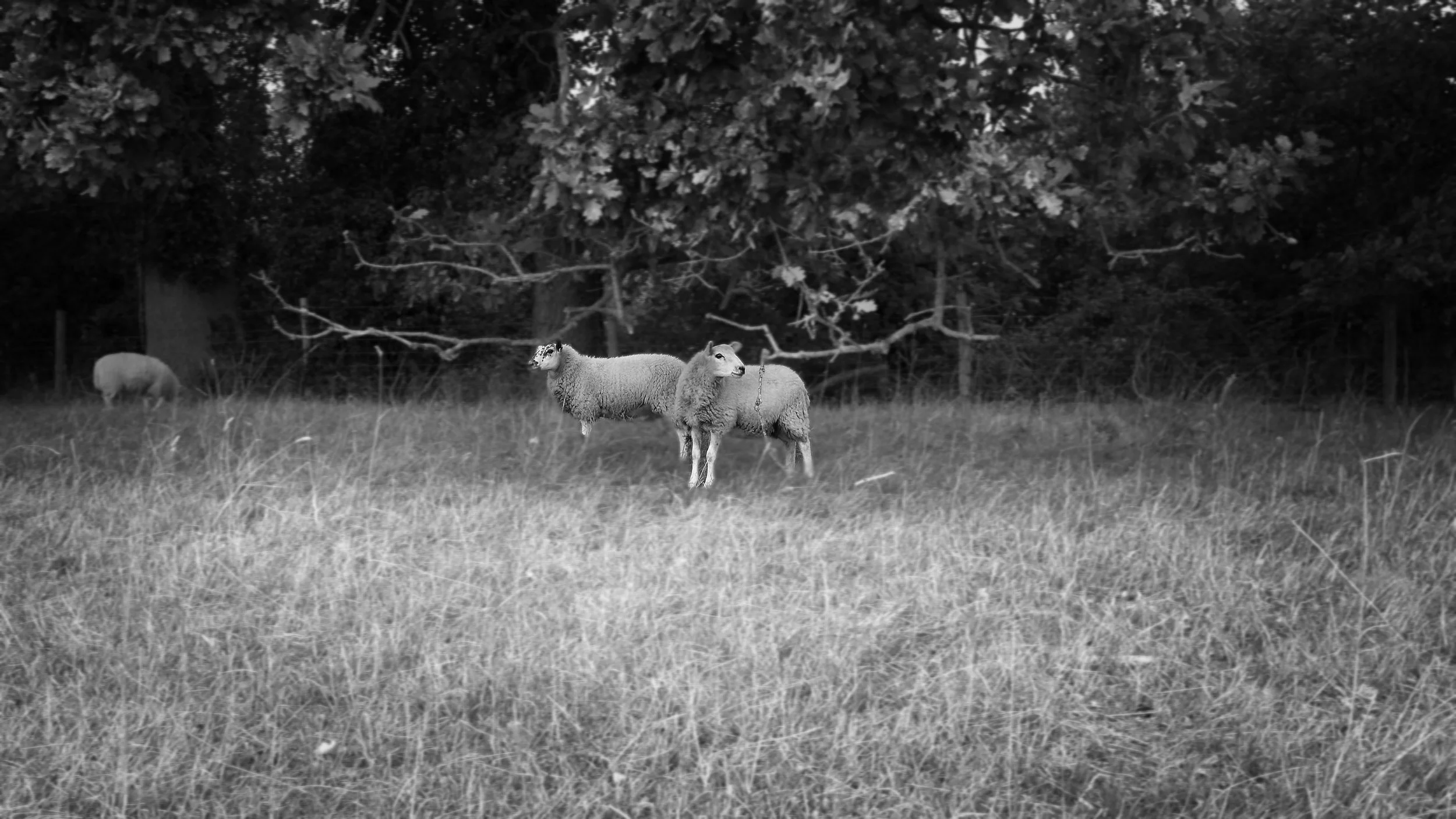 Two sheep stand alert in a long grass meadow near Hambleden, Buckinghamshire, oak woodland forming a dark backdrop behind them.