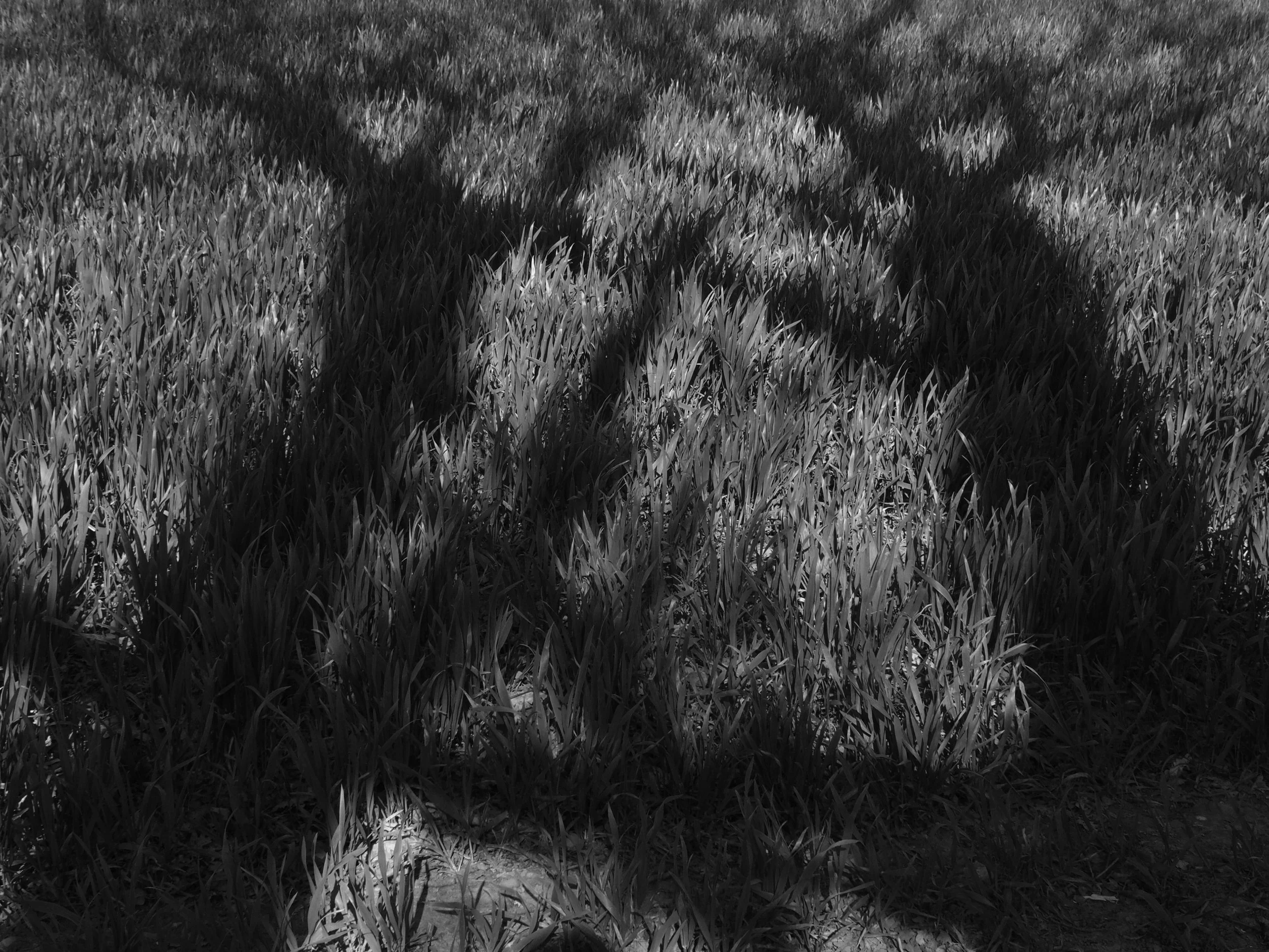 Tree shadows cast across a winter wheat field in strong morning sunlight, Chiltern Hills — the branch patterns forming shapes resembling two stags rearing up with antlers locked in battle