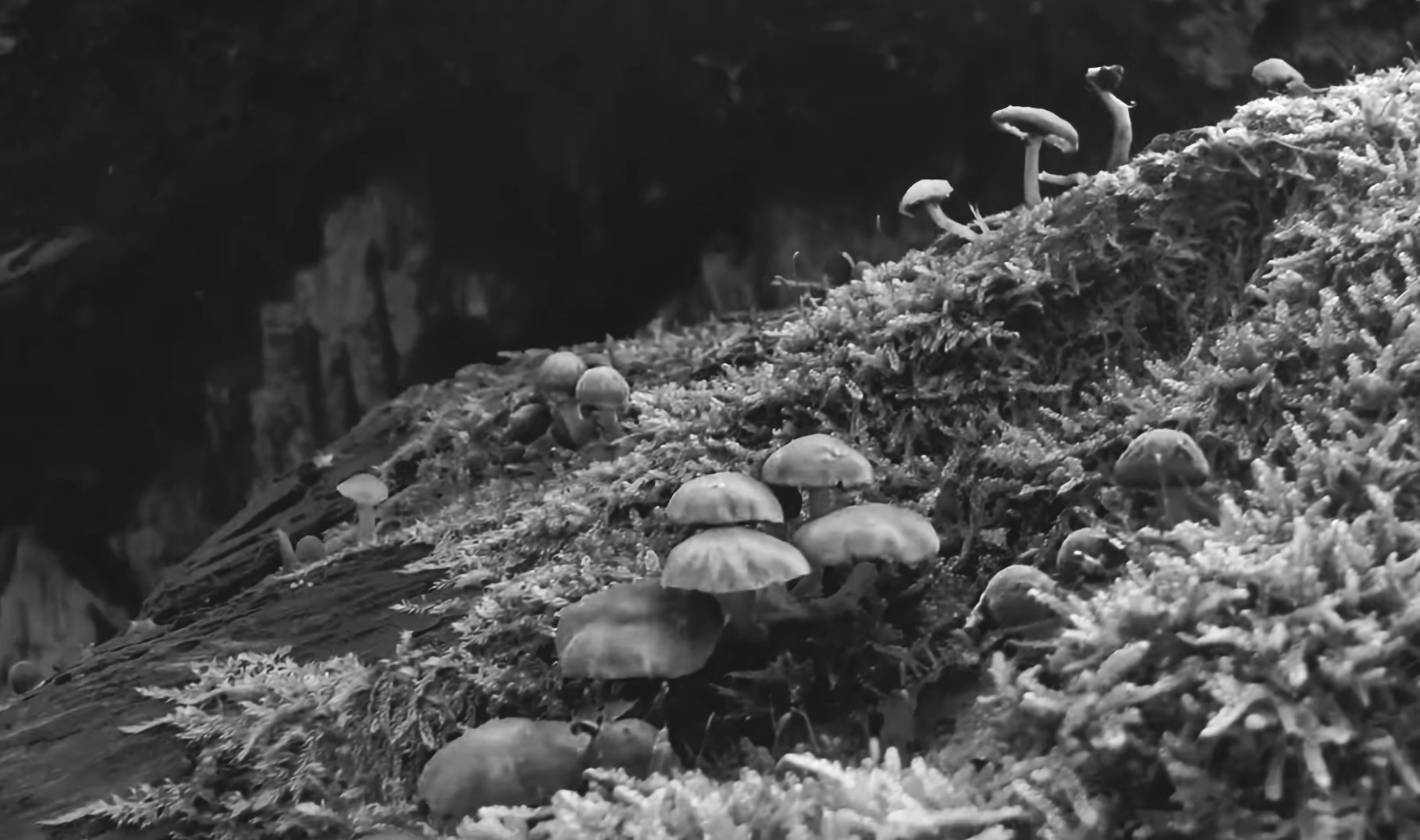 Bonnet mushrooms and moss covering a fallen log at Ashridge Estate, Chiltern Hills, Hertfordshire