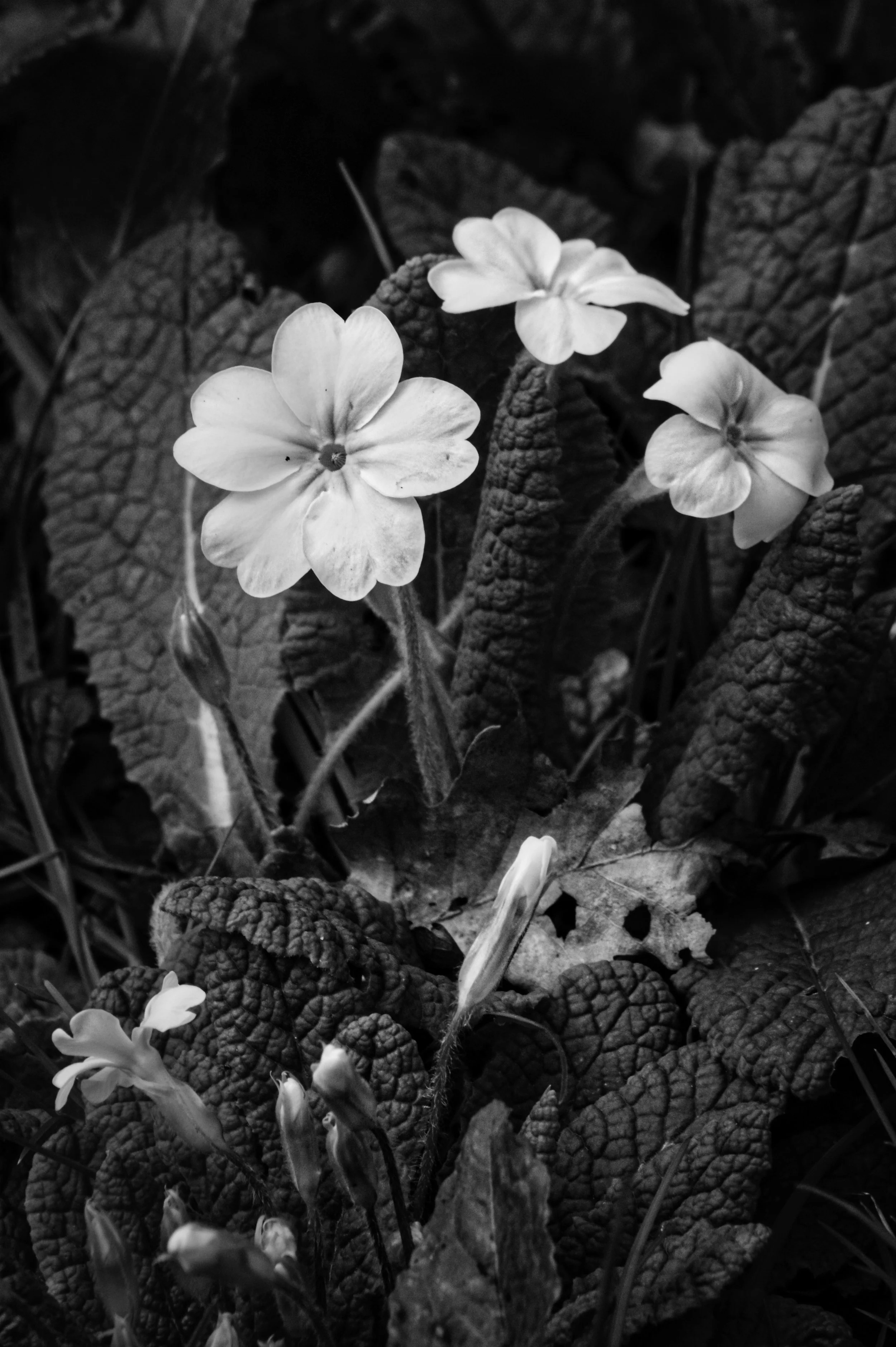 Wild primroses flowering in early spring in Park Wood, Bisham, near Marlow, Buckinghamshire, photographed in black and white showing the characteristic crinkled leaves against the woodland floor.