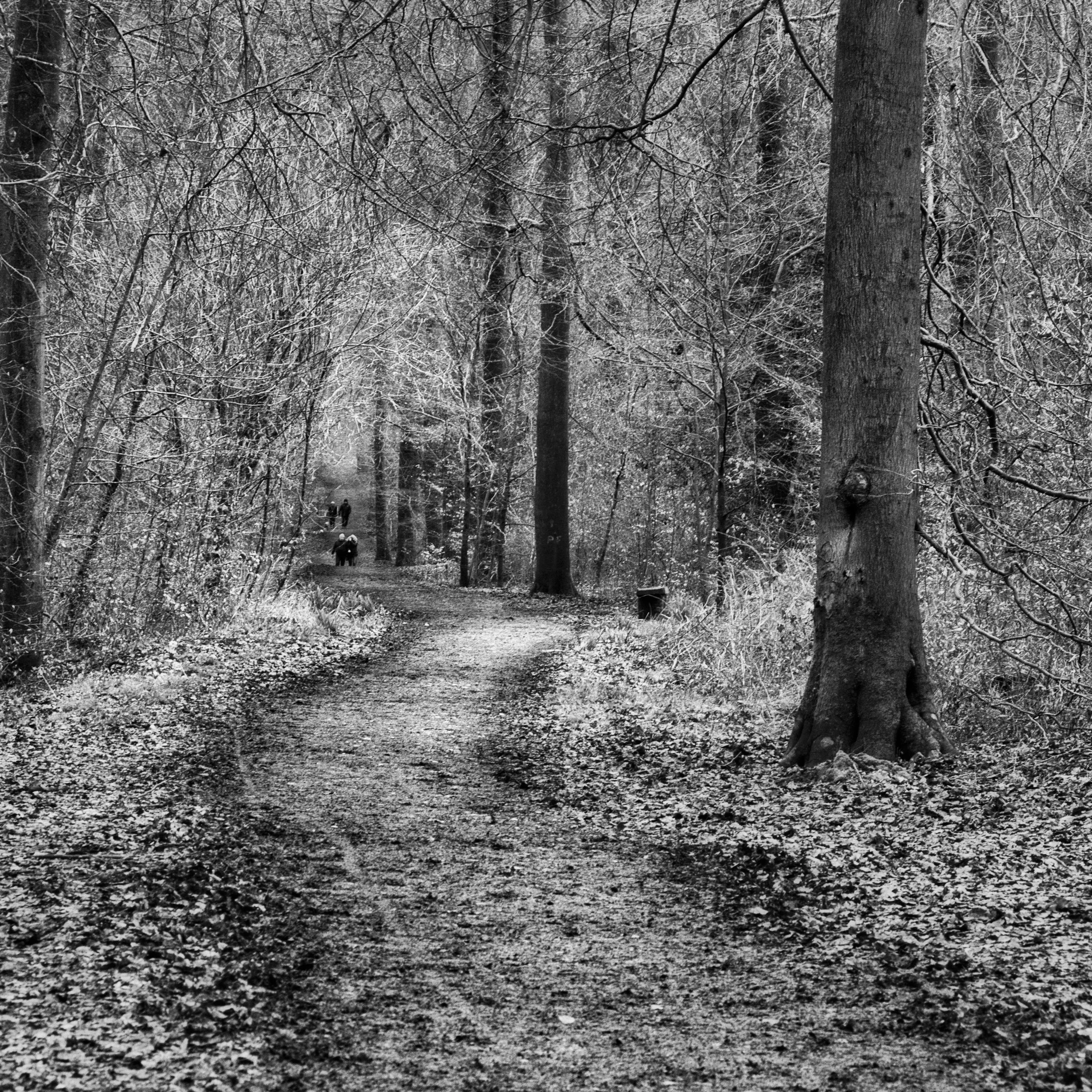 Woodland path through Penn Wood, Buckinghamshire, with walkers in the distance among bare winter trees