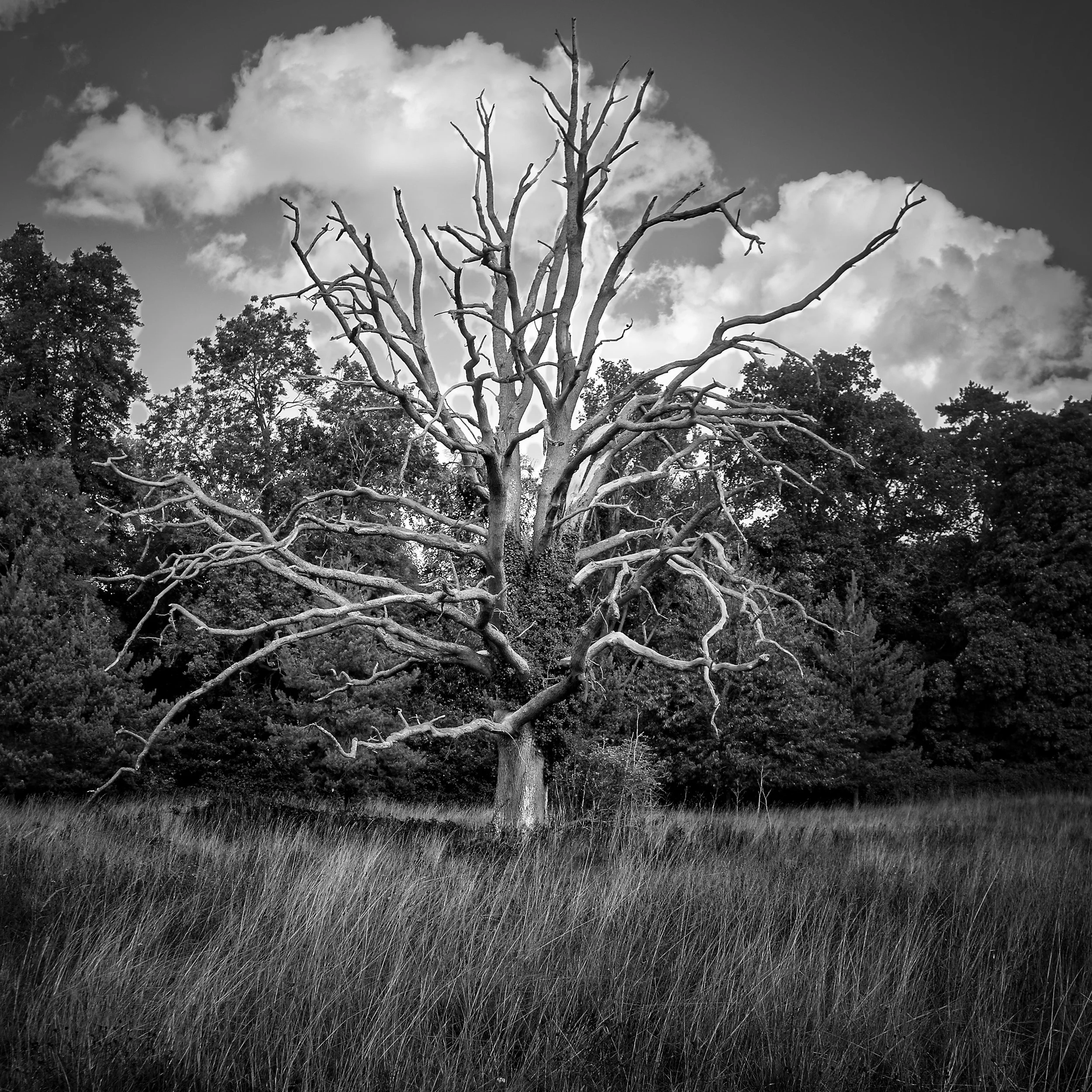 Dead tree with bleached bare branches against a cloudy sky, black and white