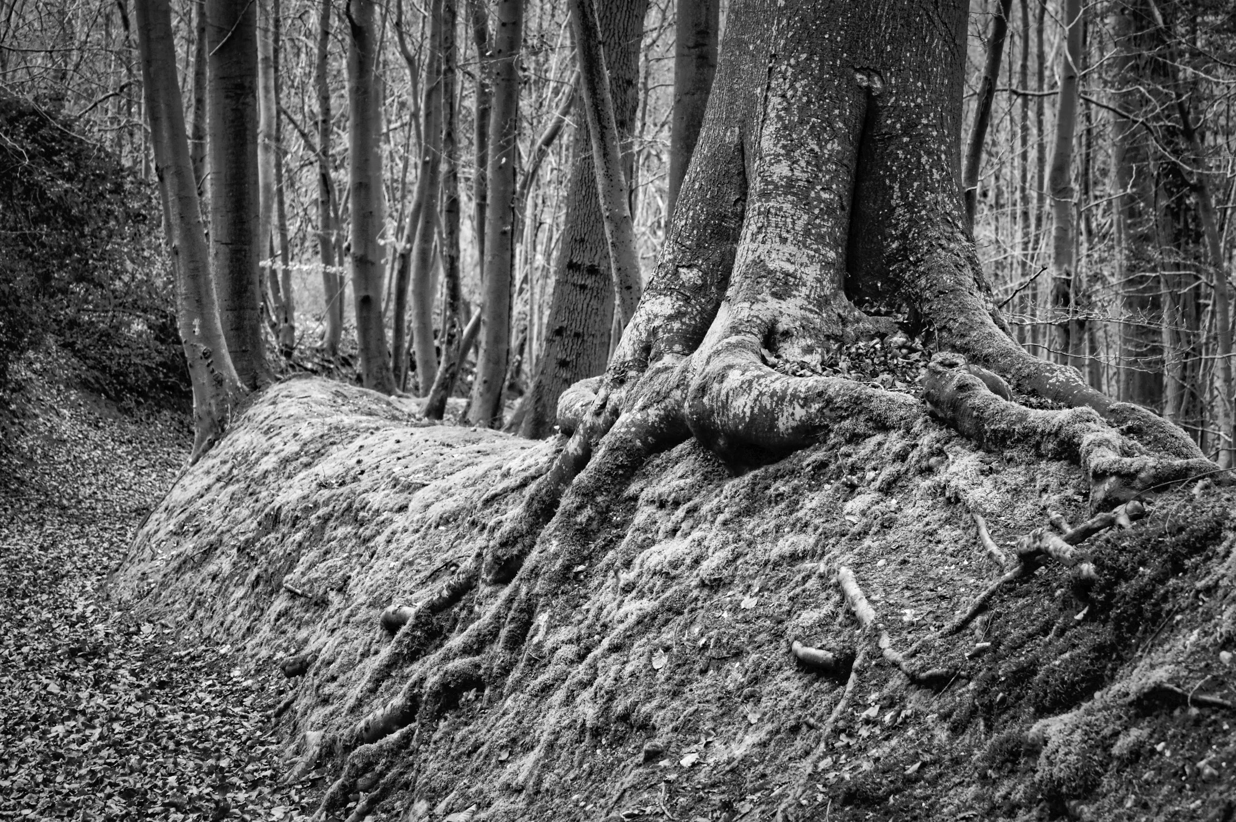Ancient tree roots gripping a moss-covered embankment along a woodland path in the Chiltern Hills, Buckinghamshire, photographed in black and white in Quarry Wood near Marlow.
