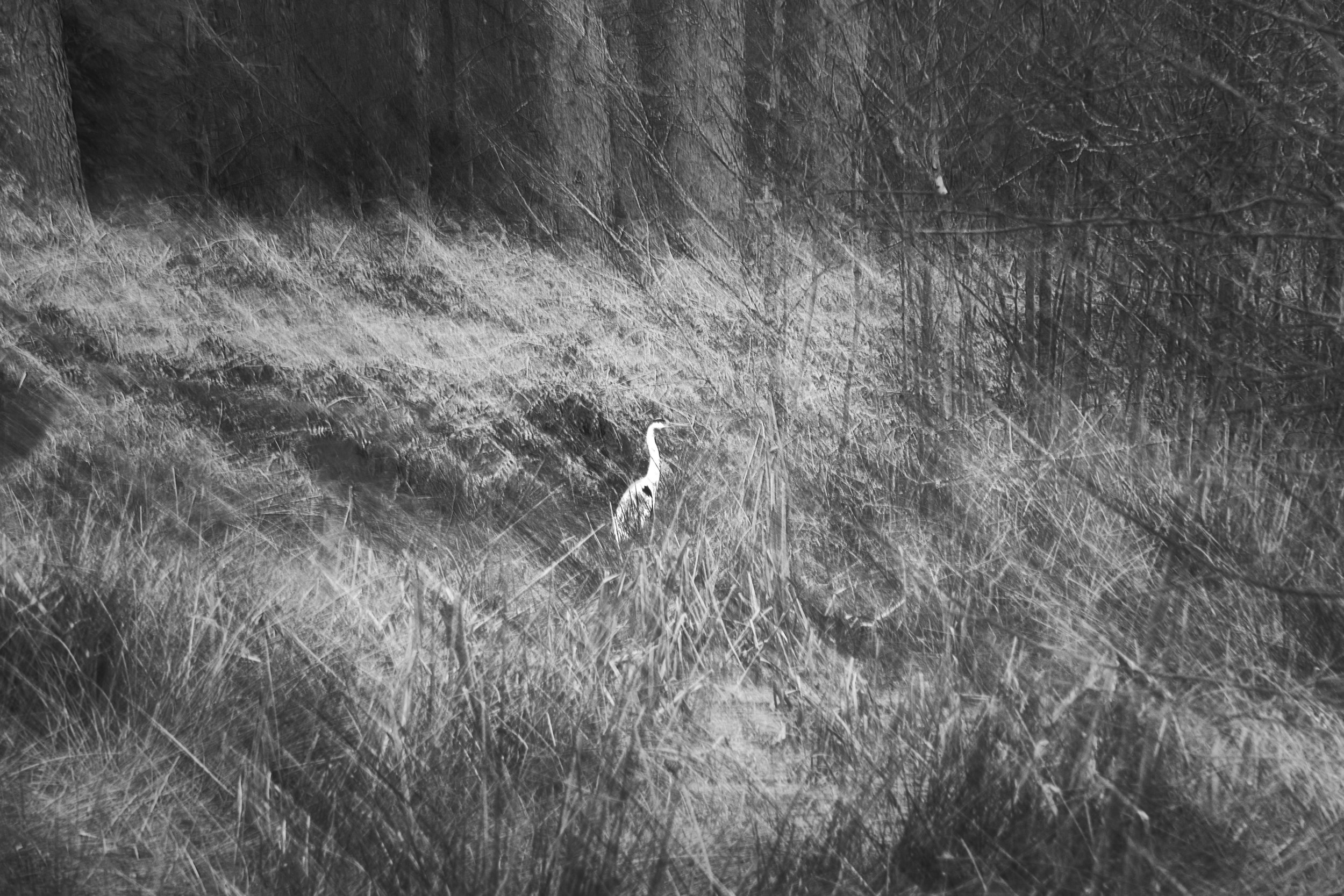 Grey heron standing by a woodland pond in Penn Wood, Chiltern Hills, Buckinghamshire