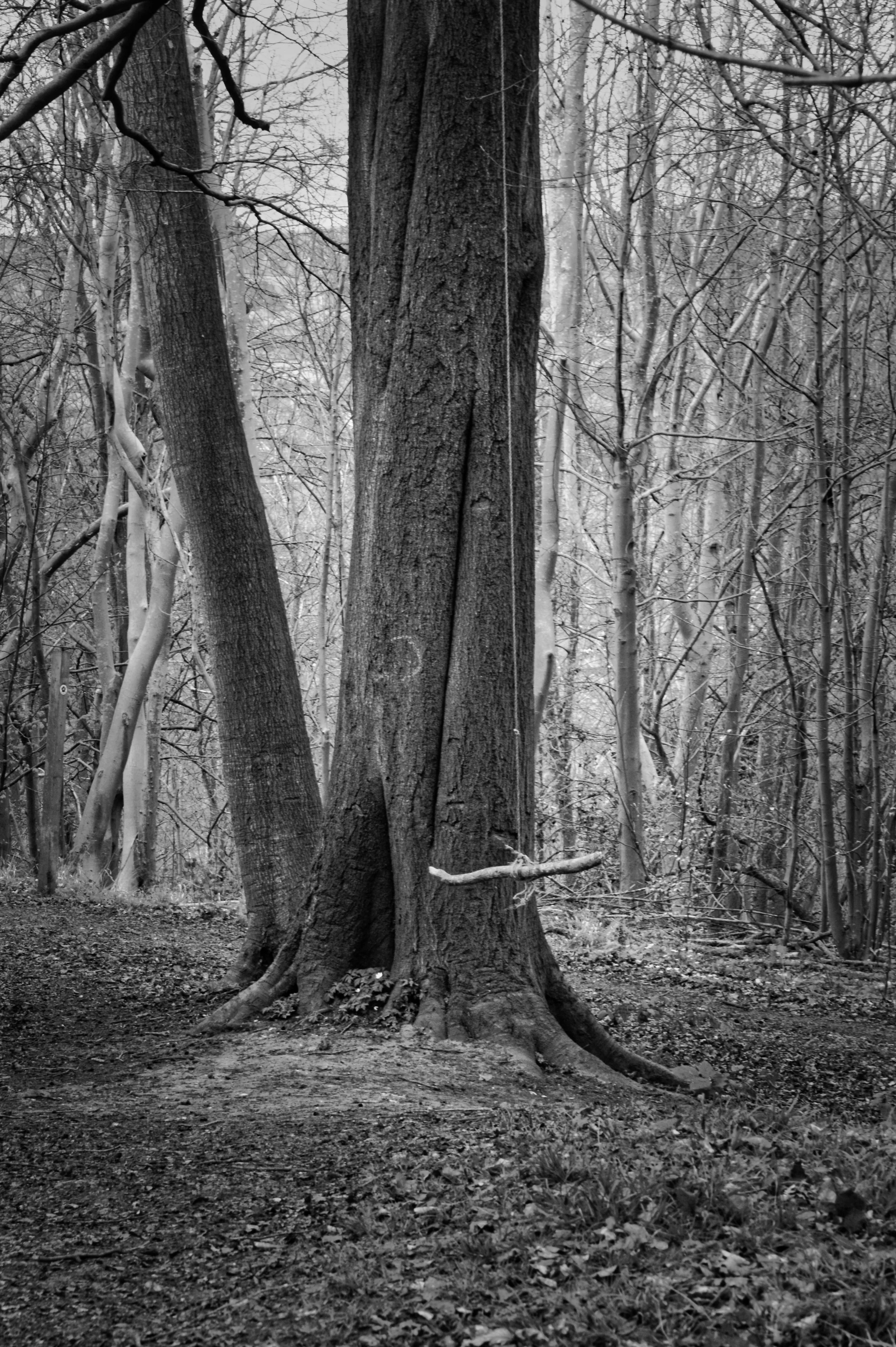 A makeshift rope swing hanging from high in a large woodland tree in Quarry Wood, Chiltern Hills, Buckinghamshire, photographed in black and white with bare winter trees in the background.