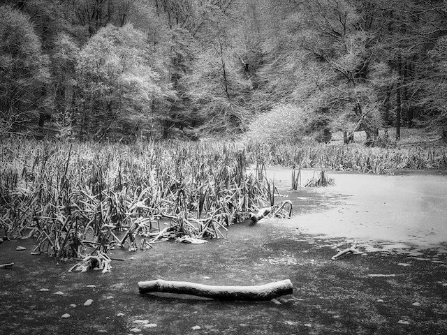 Frozen pond and snow covered reeds at Burnham Beeches in winter, Chiltern Hills, Buckinghamshire — black and white landscape photography by Walking With Pics