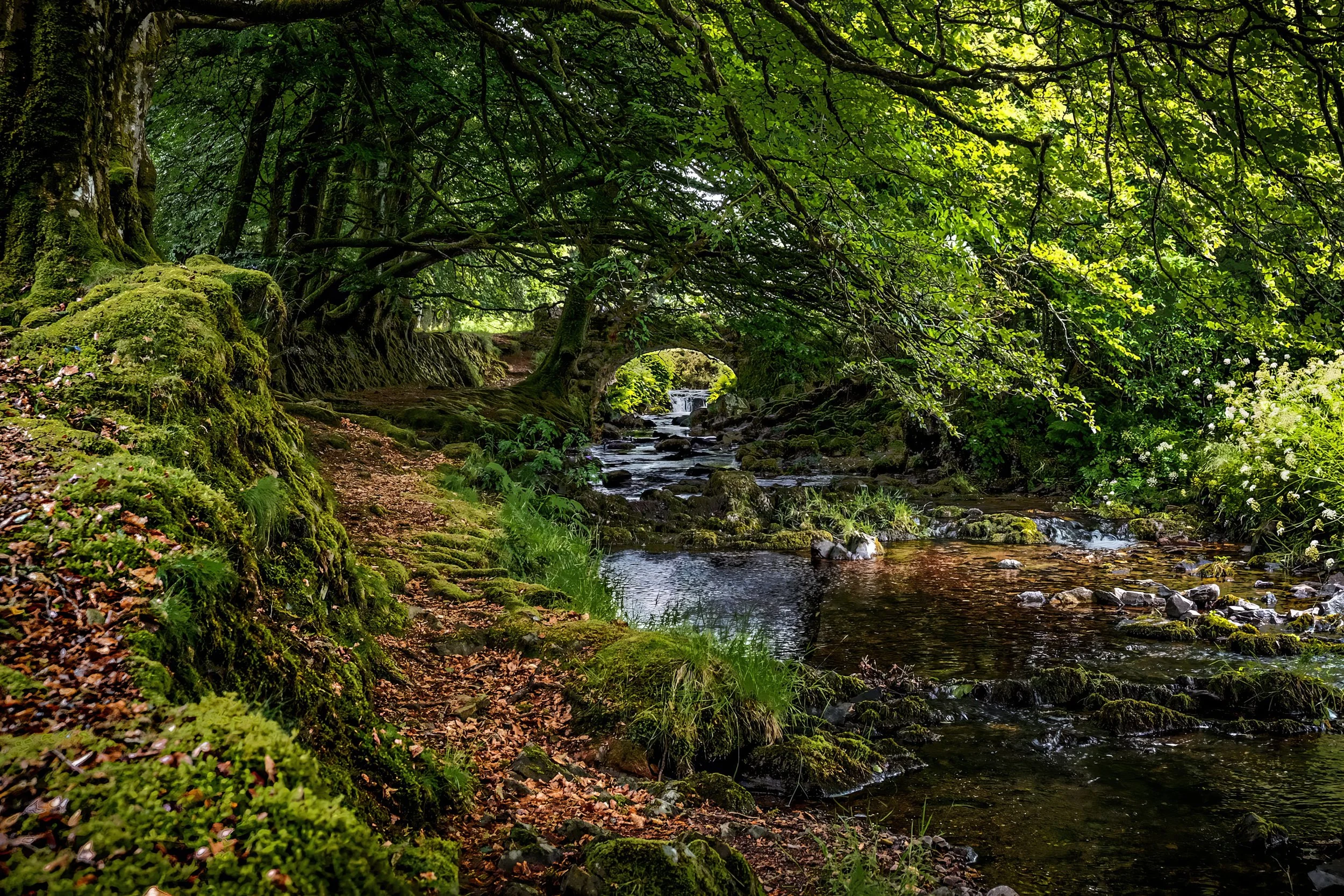 Robbers Bridge Exmoor — colour RAW landscape photograph showing moss covered riverbank, ancient stone arch and tree canopy, shot on Fujifilm XE-2