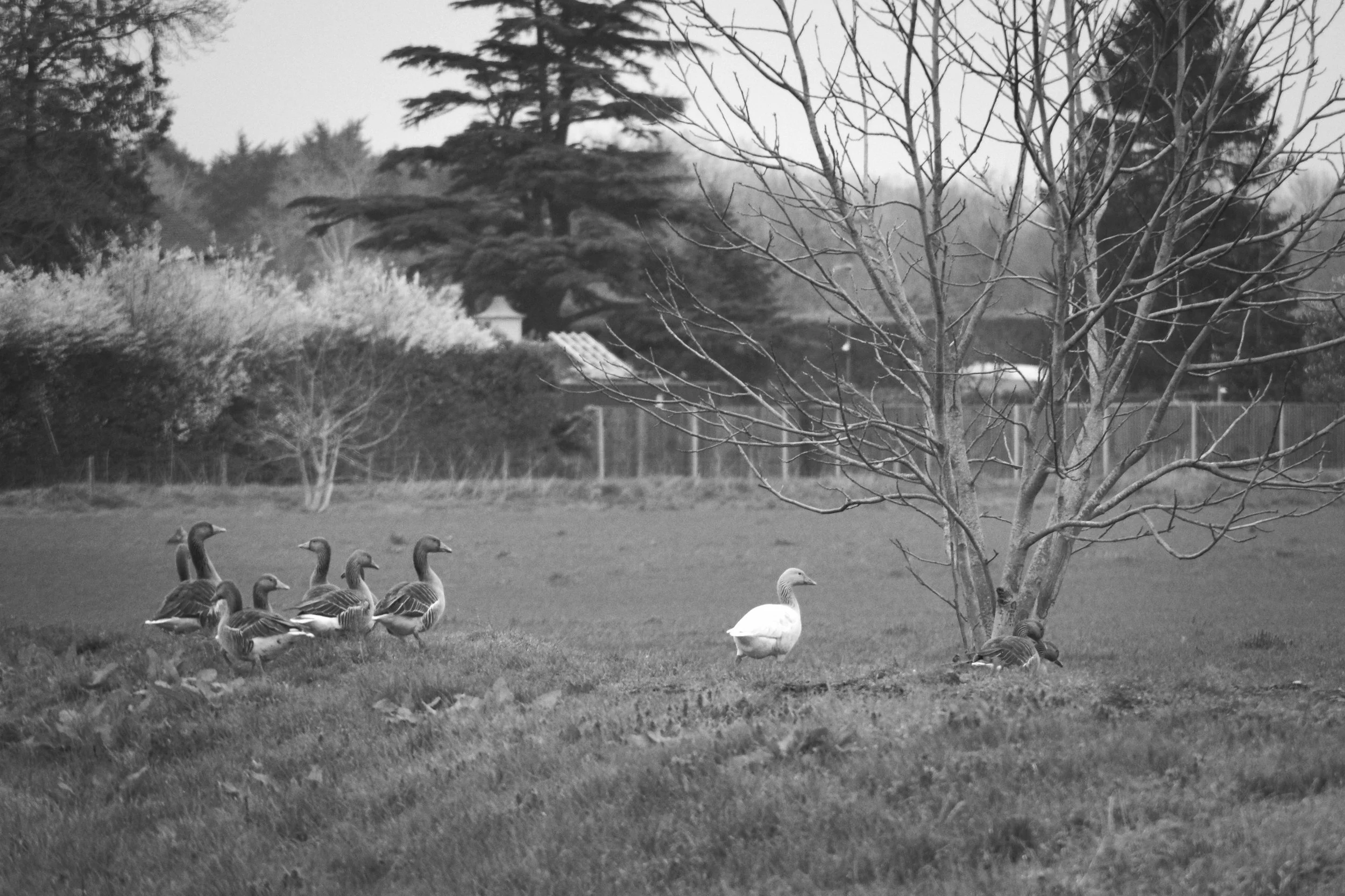 Geese in a field near Marlow, Chiltern Hills — black and white rural life photography by Mark Weekes, Walking With Pics - captured on a Sony Alpha A700