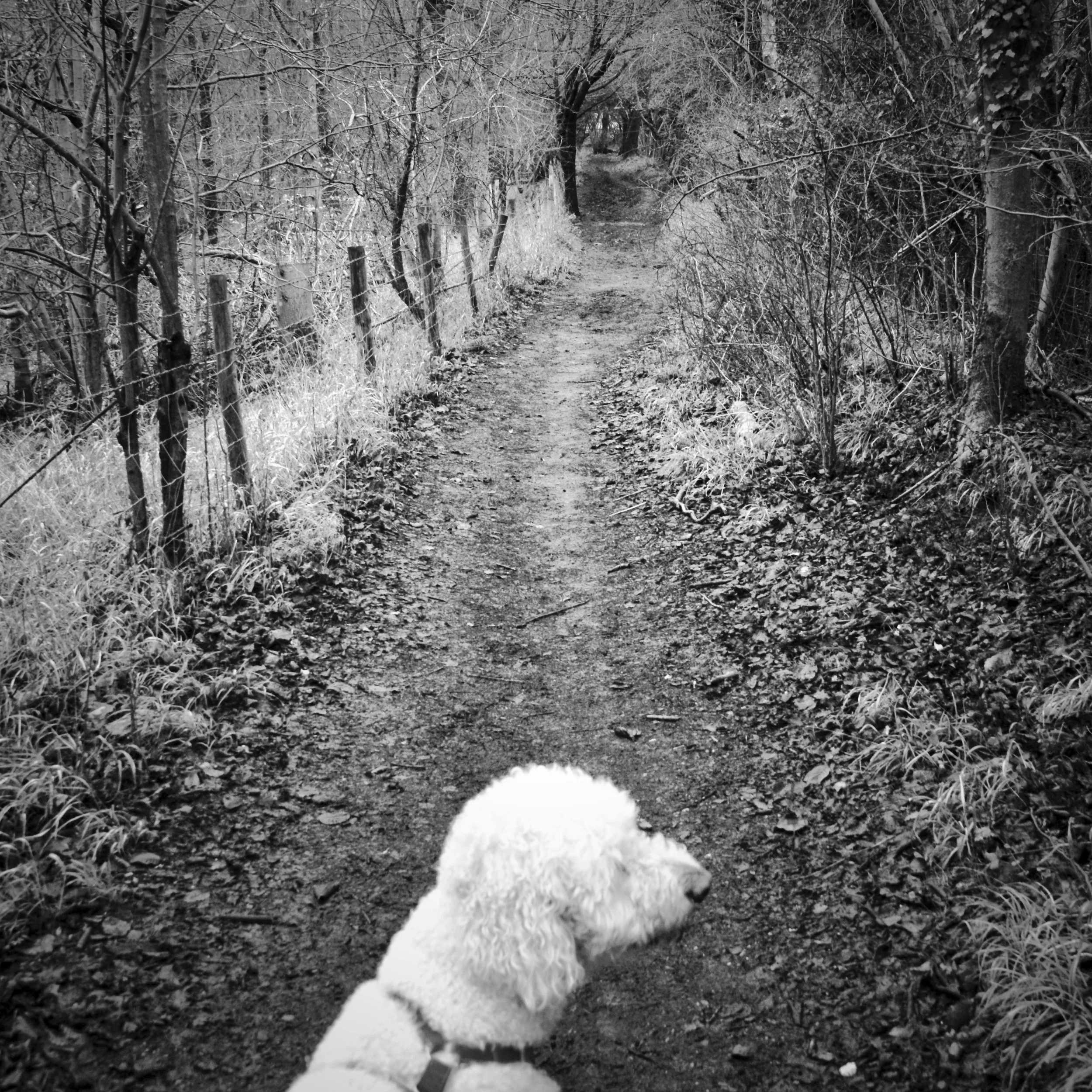 Elvis the dog on the woodland path through Ninn Wood, Chiltern Hills, Buckinghamshire — walking with pics