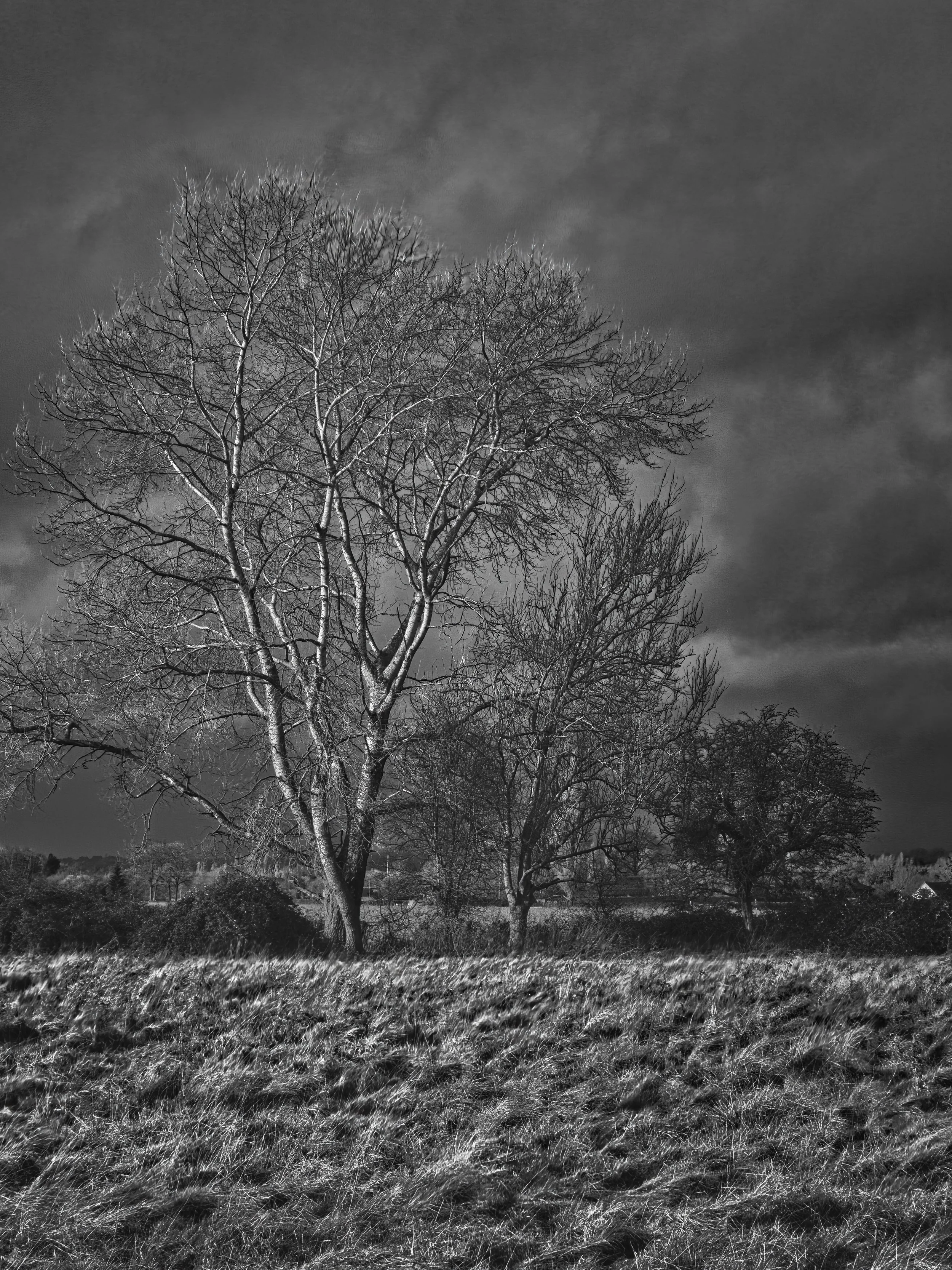 Bare tree with spreading branches against a cloudy sky, black and white