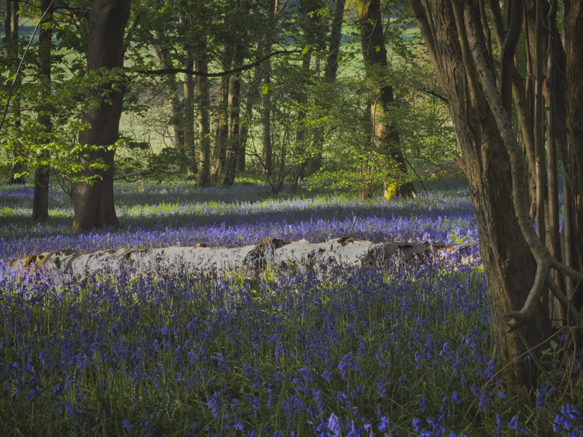 Bluebells surrounding a fallen tree trunk in Church Wood Reserve, Hedgerley, Chiltern Hills, Buckinghamshire