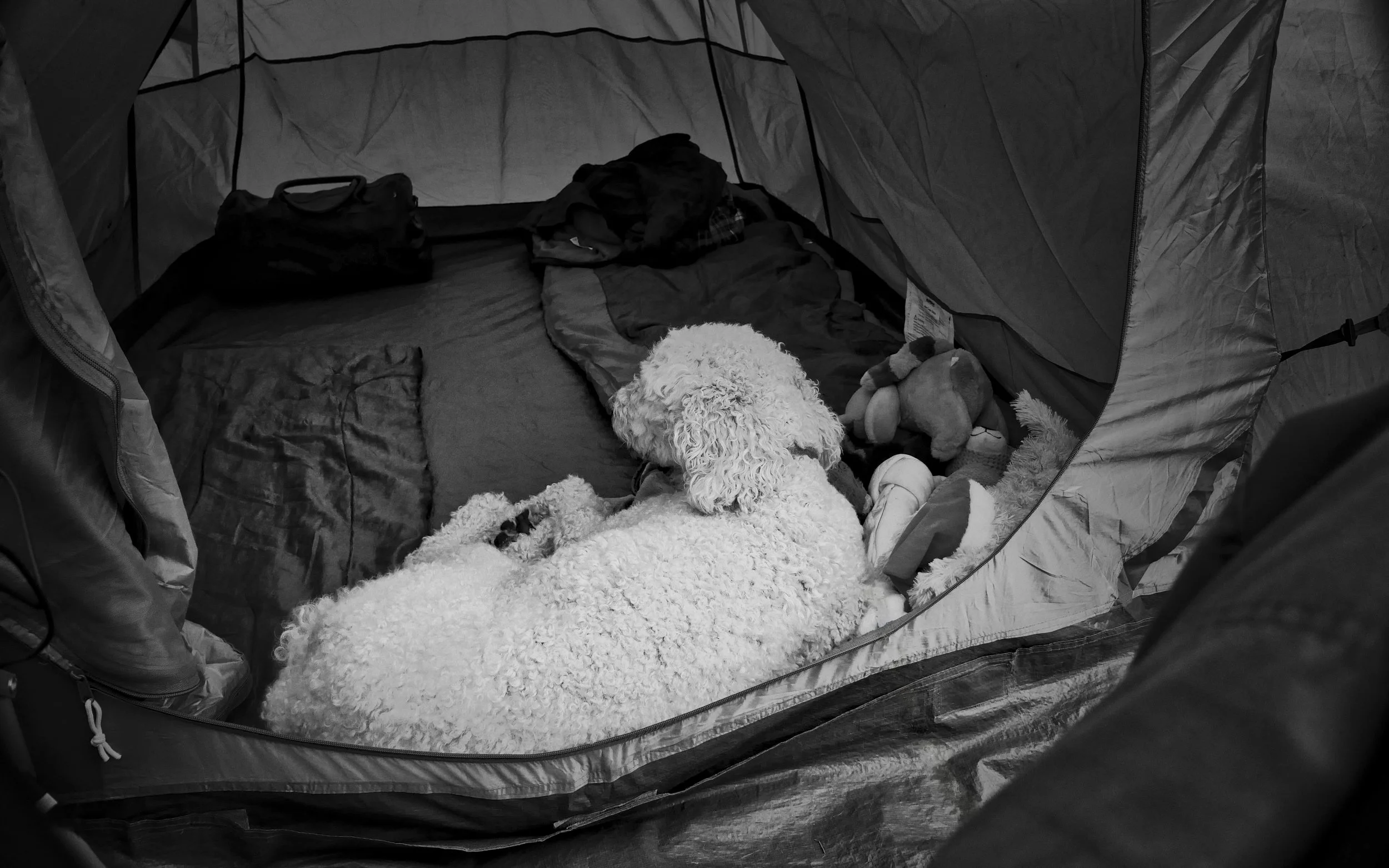 A poodle dog lying inside a camping tent on a bed, surrounded by stuffed animals and clothes.