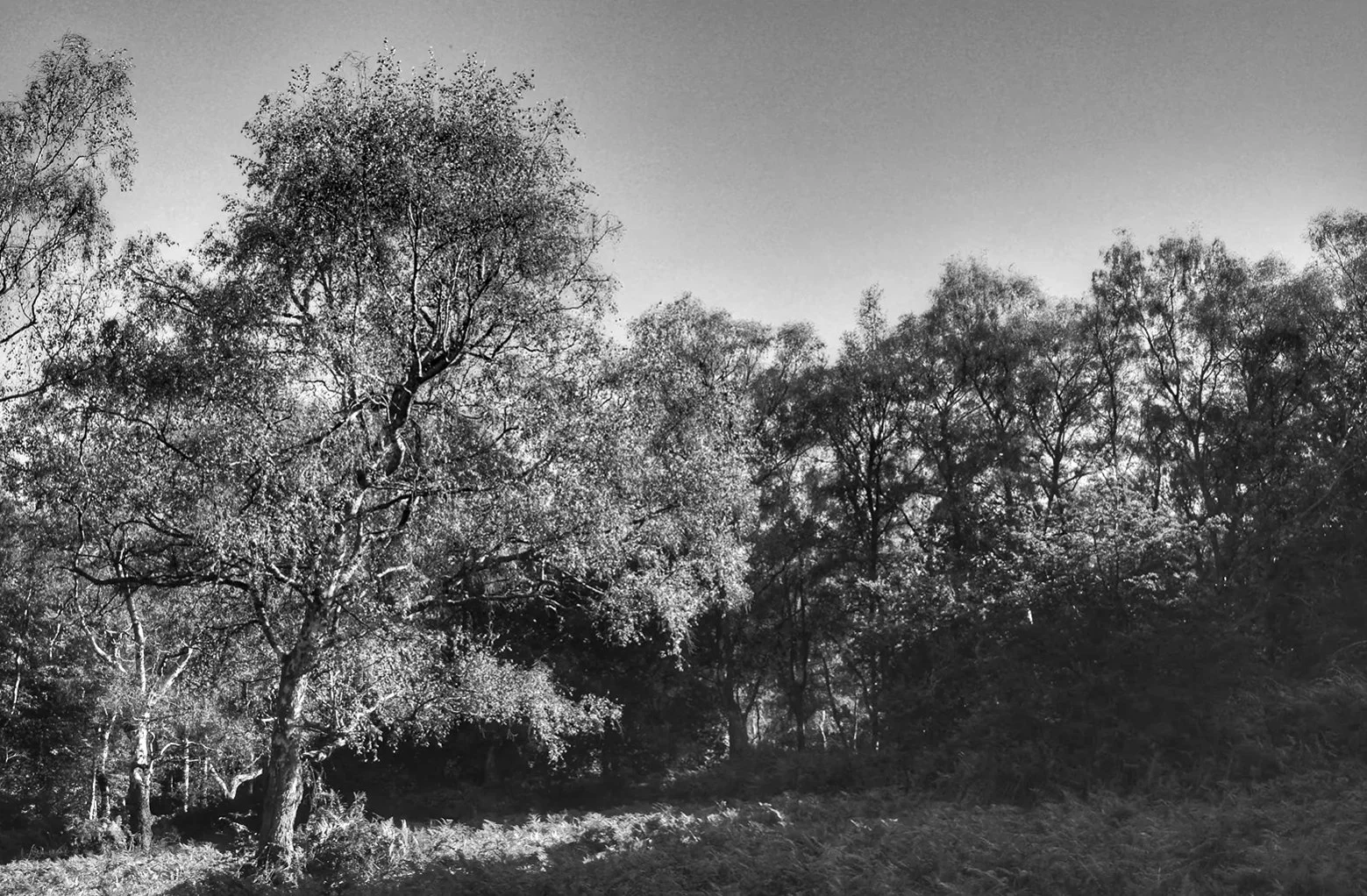 Wood pasture landscape with veteran trees and open grassland at Ashridge Estate, Chiltern Hills, Hertfordshire