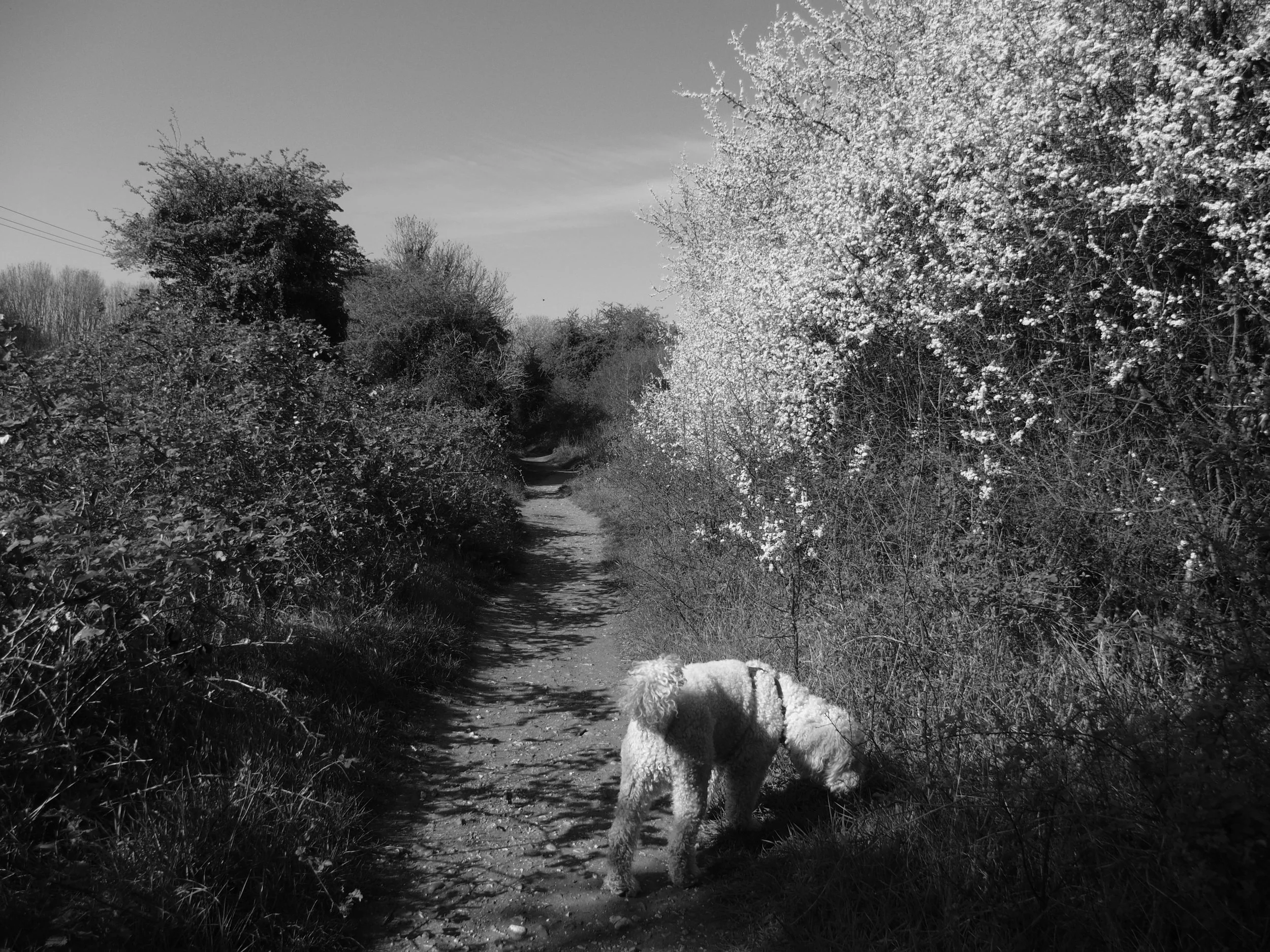 Elvis the goldendoodle sniffing along the old Wycombe railway line path, spring blossom in the hedgerows, Chiltern Hills