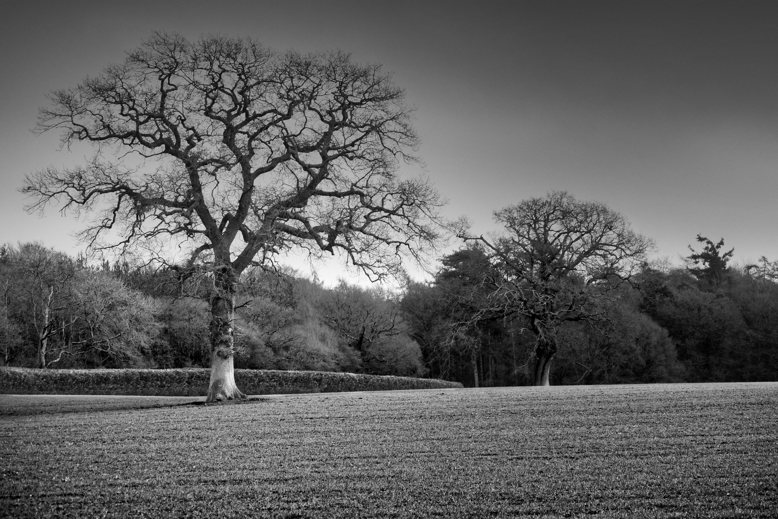 Large solitary tree standing in a ploughed field with a treeline behind, clear sky, black and white