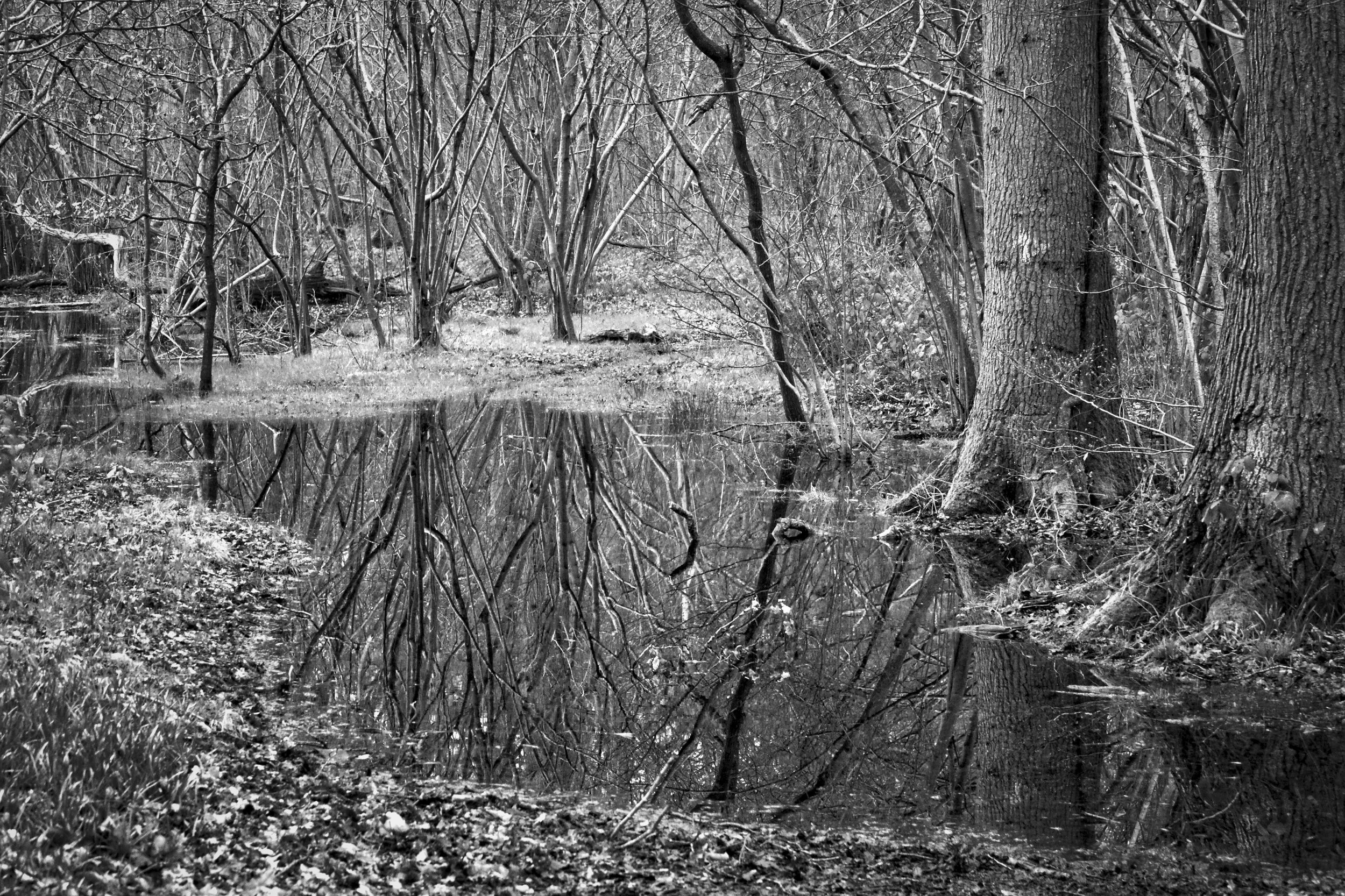 Bare winter trees reflected in flooded woodland floor, Park Wood, Chiltern Hills — black and white nature photography by Mark Weekes, Walking With Pics