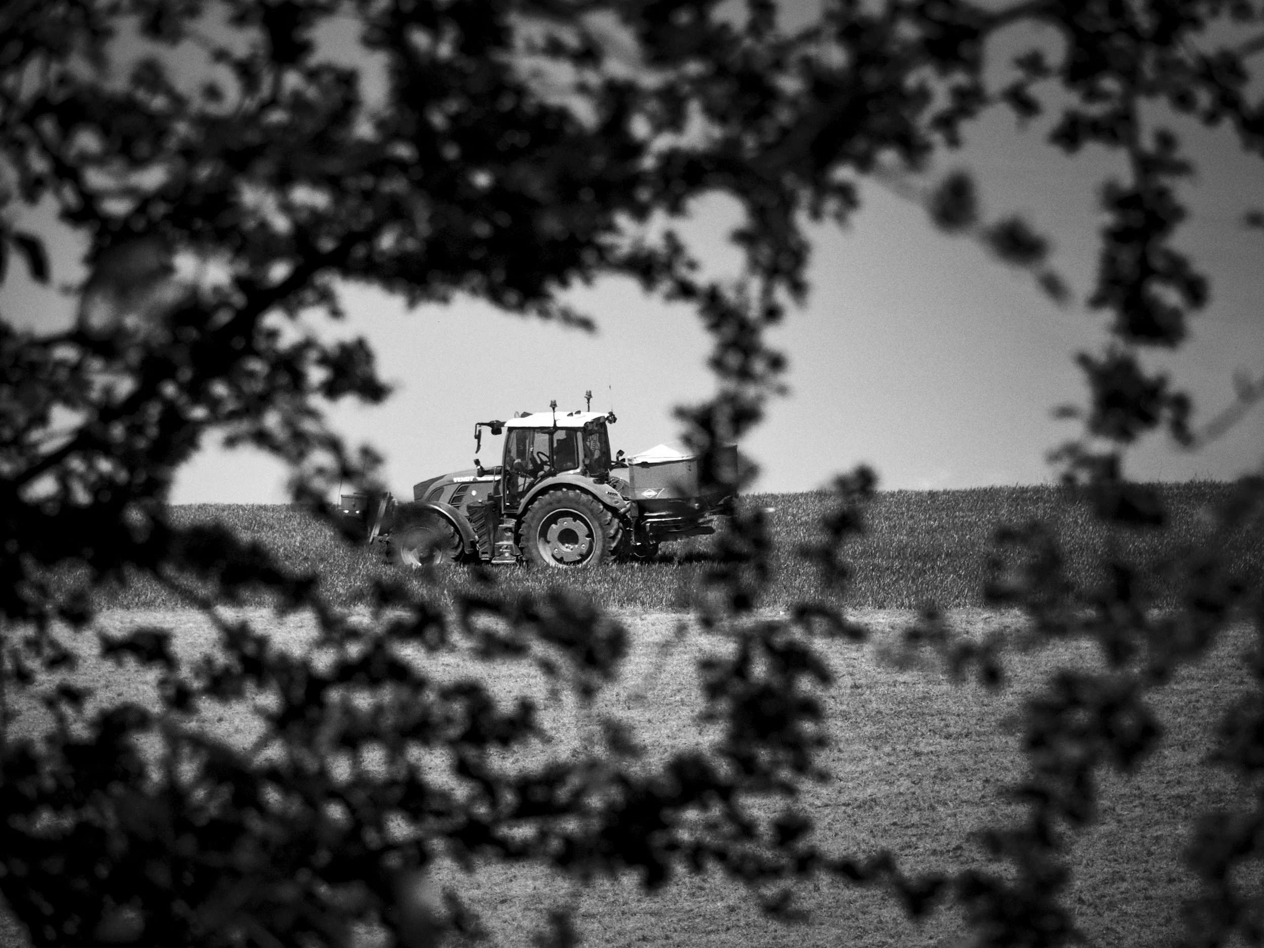 Black and white photograph of a tractor working in a Chiltern Hills field, framed through the branches of an oak tree, Buckinghamshire