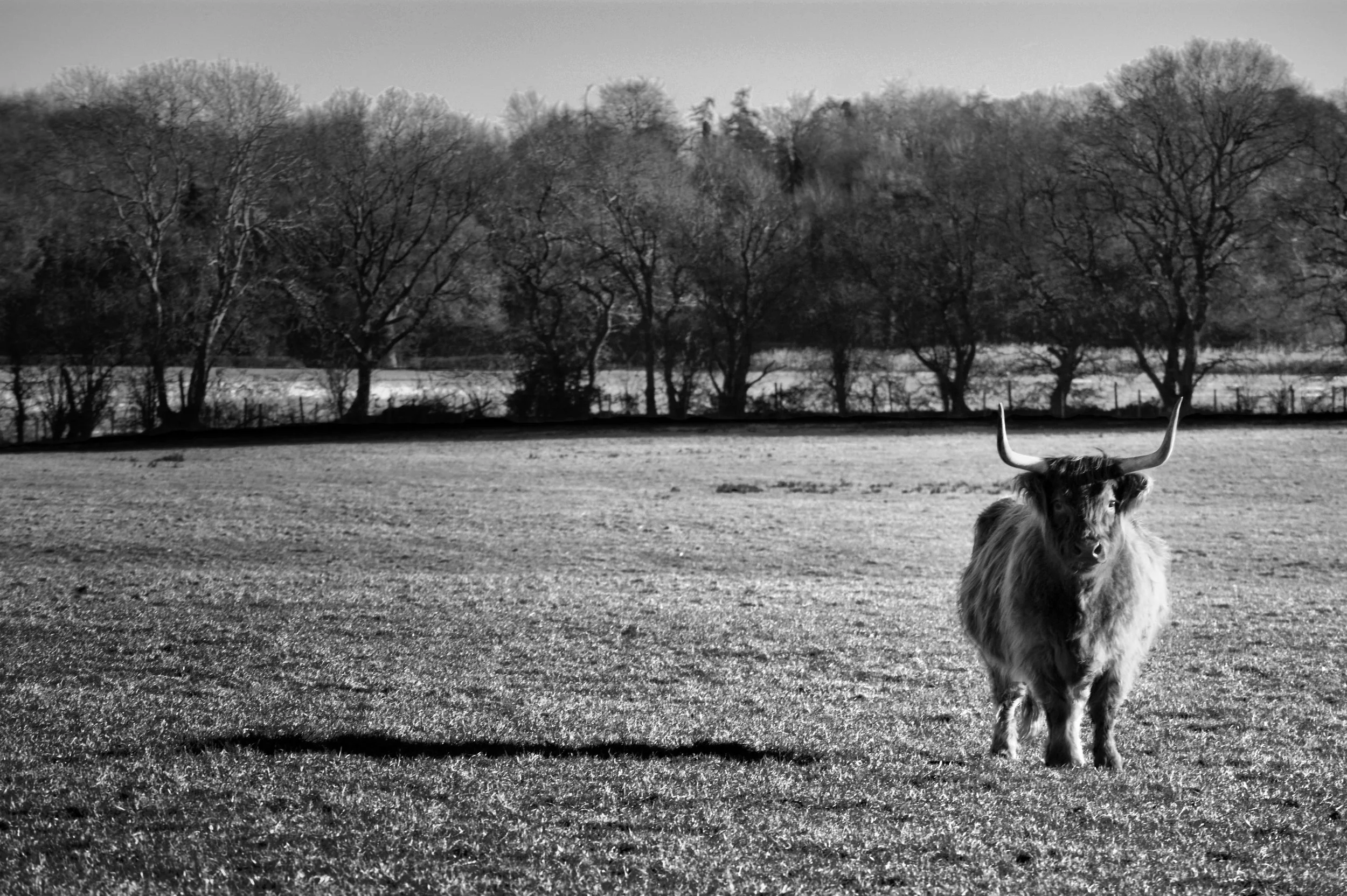 Black and white photograph of a Highland cow standing in a frost covered field at Odds Farm, Buckinghamshire, bare trees visible in the background