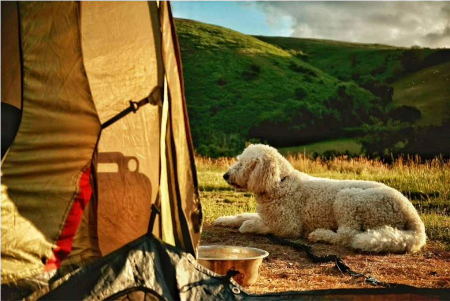 A white fluffy dog lying on grass outside a tent with green rolling hills and cloudy sky in the background.