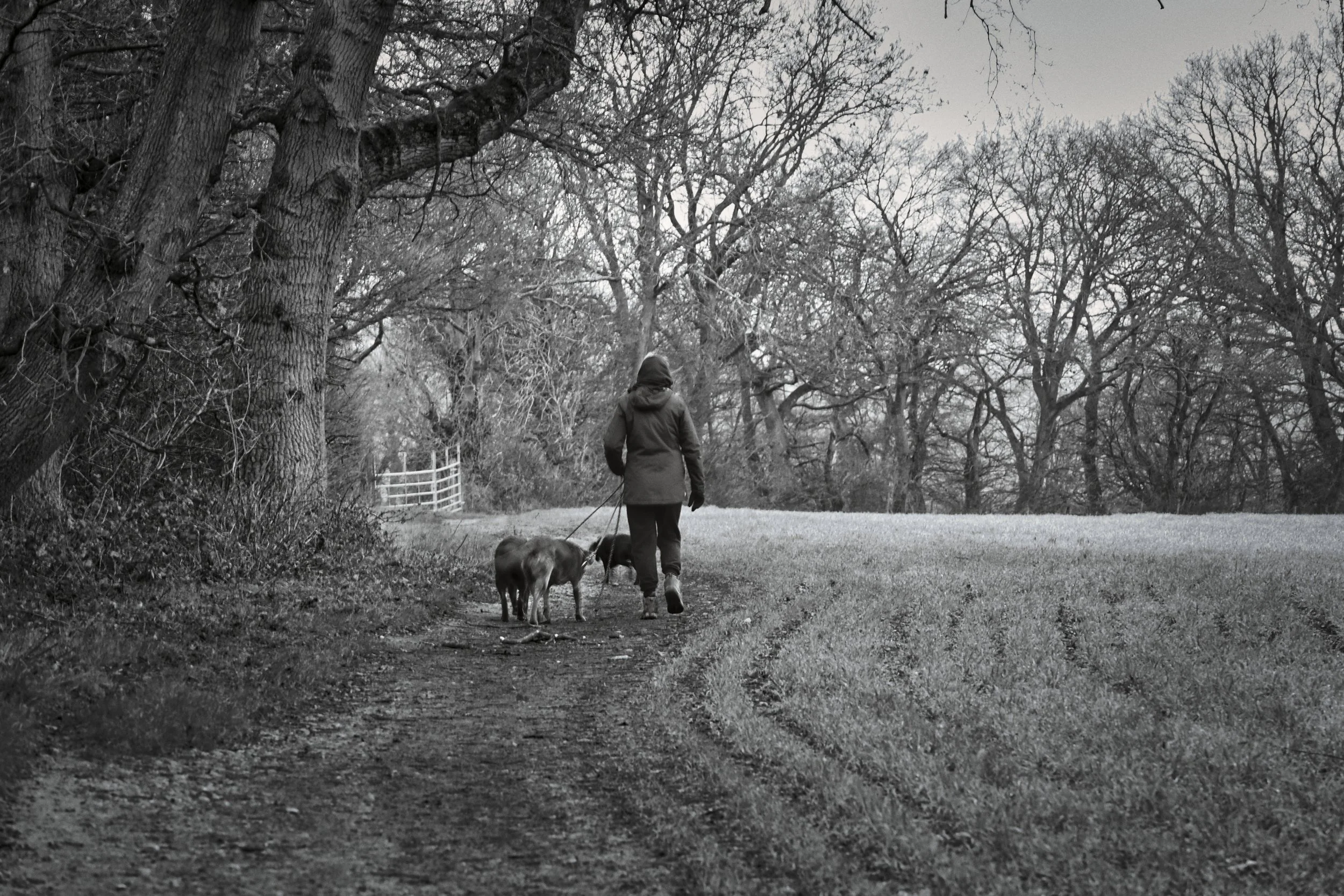 Dog walker with three dogs on leads along a rural path beside a large tree, wooden gate in the background, black and white