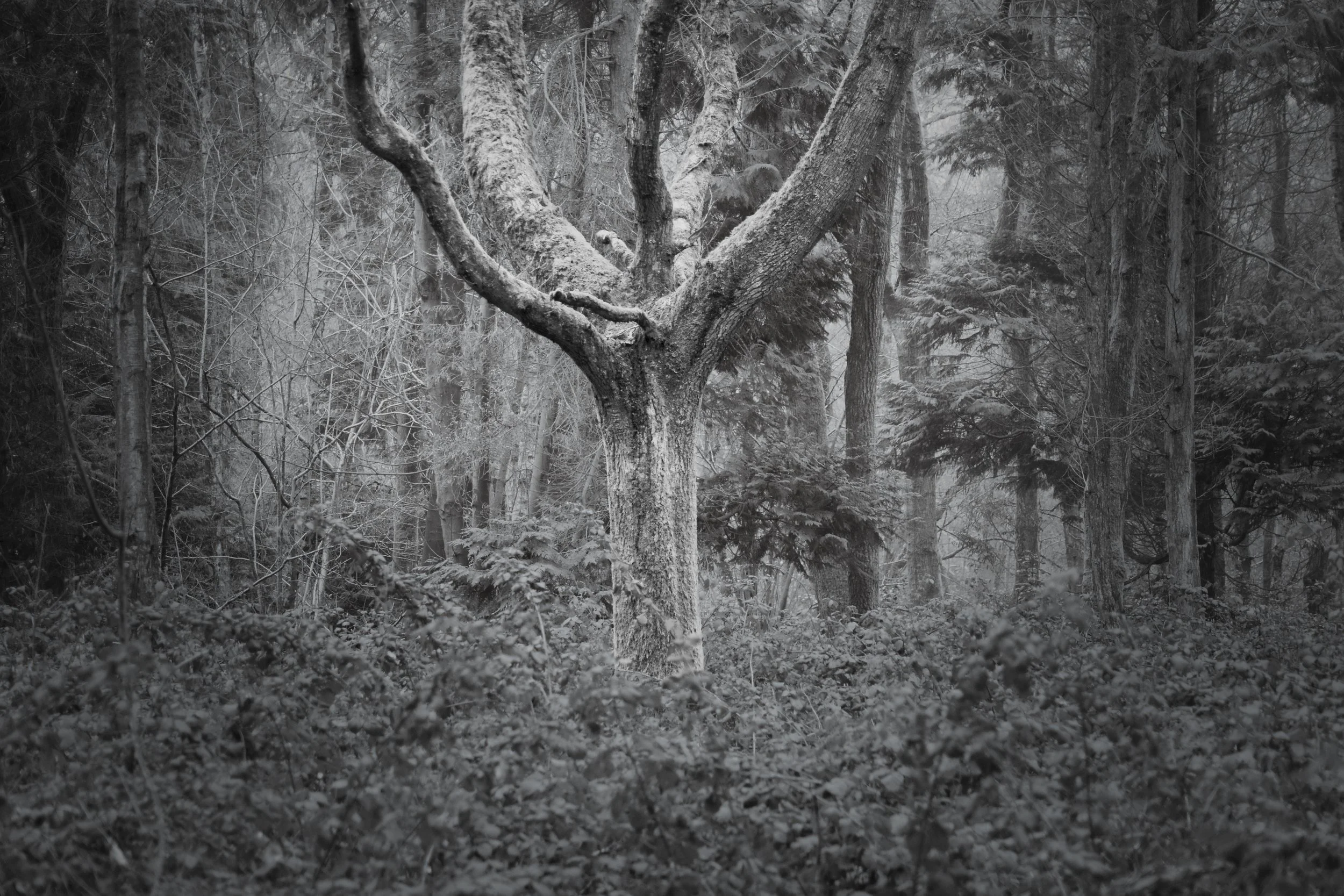 Ancient forked tree in misty woodland, Park Wood, Chiltern Hills near Marlow — black and white forest photography by Mark Weekes, Walking With Pics