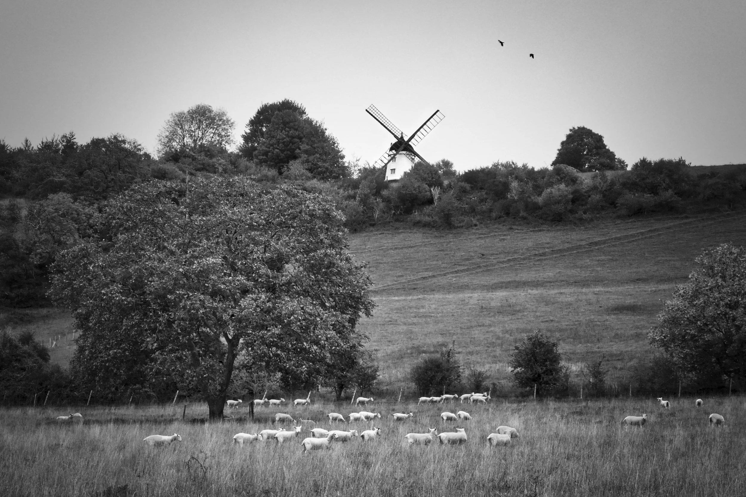 Cobstone Windmill above Turville village with sheep grazing in the foreground, Chiltern Hills, Buckinghamshire — black and white rural countryside photography by Walking With Pics