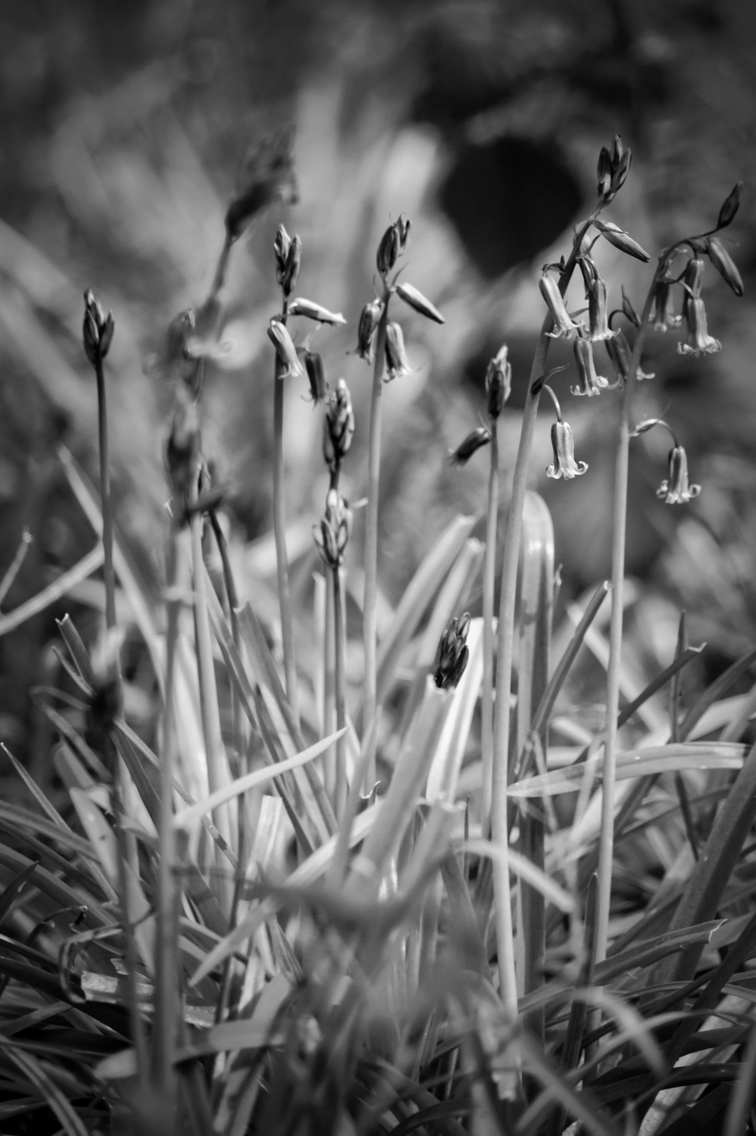 A colony of early spring bluebells emerging amongst woodland grasses in the Chiltern Hills, photographed in black and white in Park Wood, Bisham Woods, Buckinghamshire.