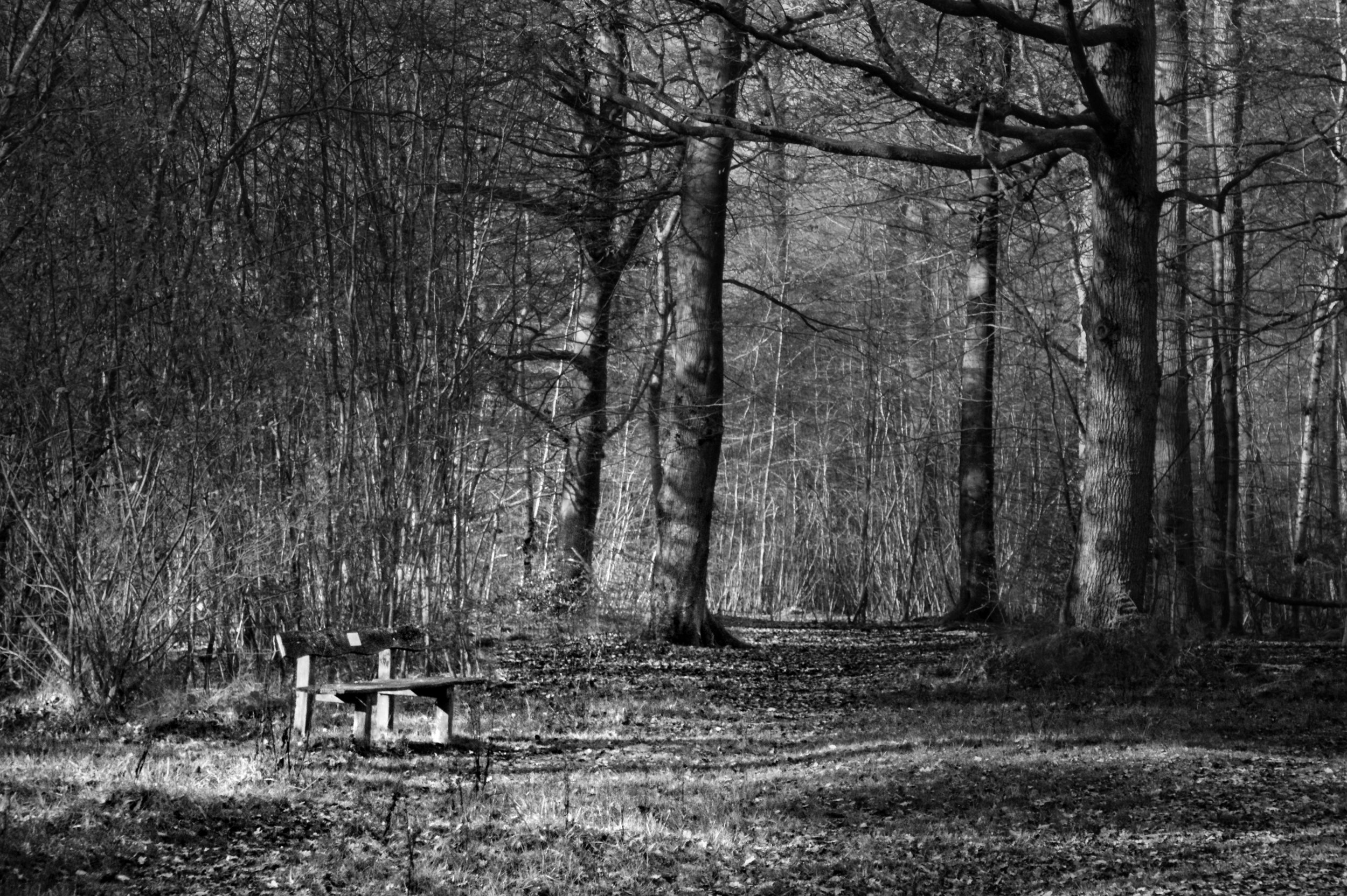 Woodland Bench, Chiltern Hills, Buckinghamshire
A bench sits in the shelter of the winter woodland, Chiltern Hills, Buckinghamshire. The bare trees rise around it, the fallen leaves still covering the ground — the kind of spot you stumble across on a