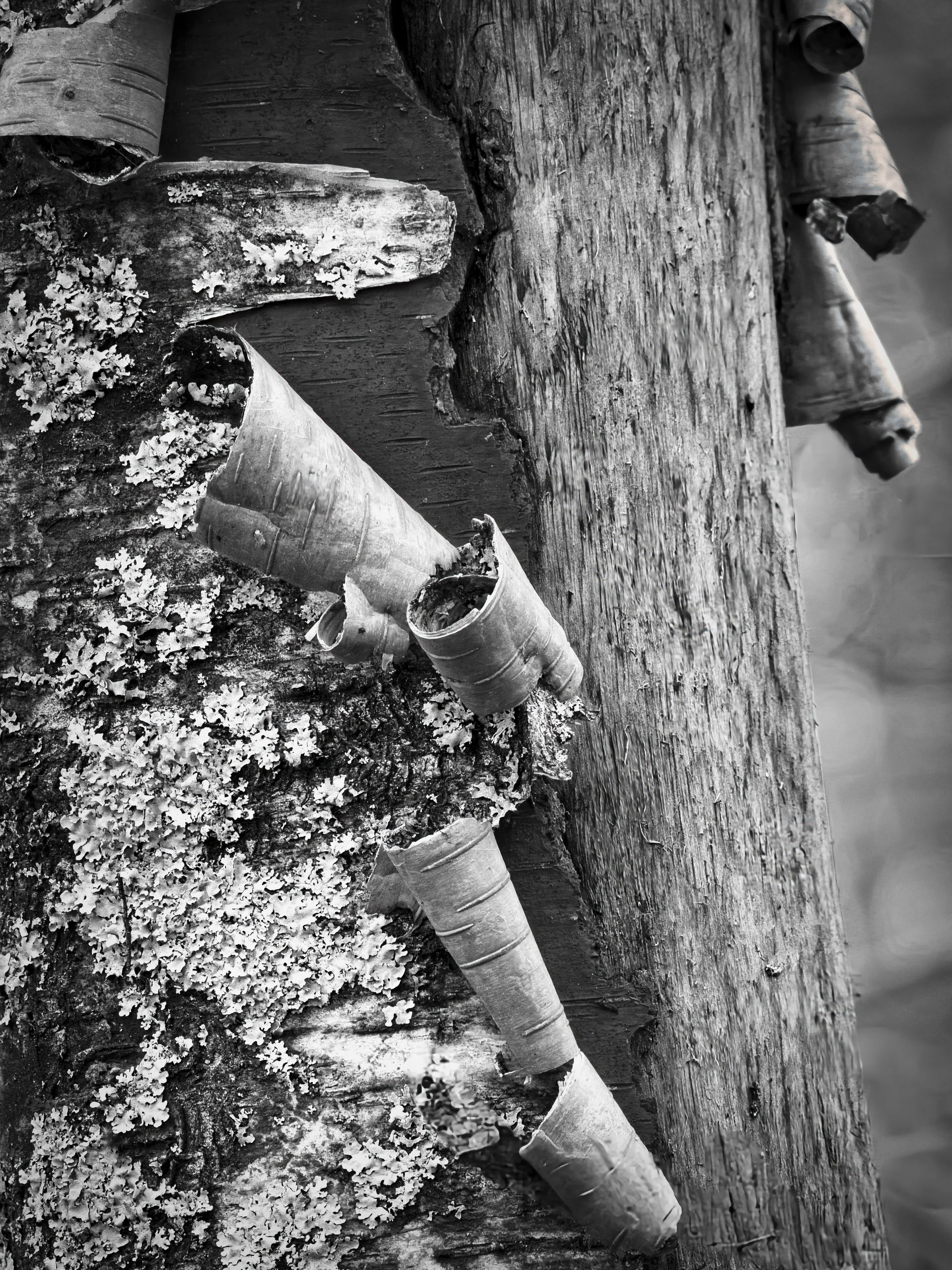 Close-up of peeling birch bark and lichen on a tree trunk in Penn Wood, Chiltern Hills, Buckinghamshire