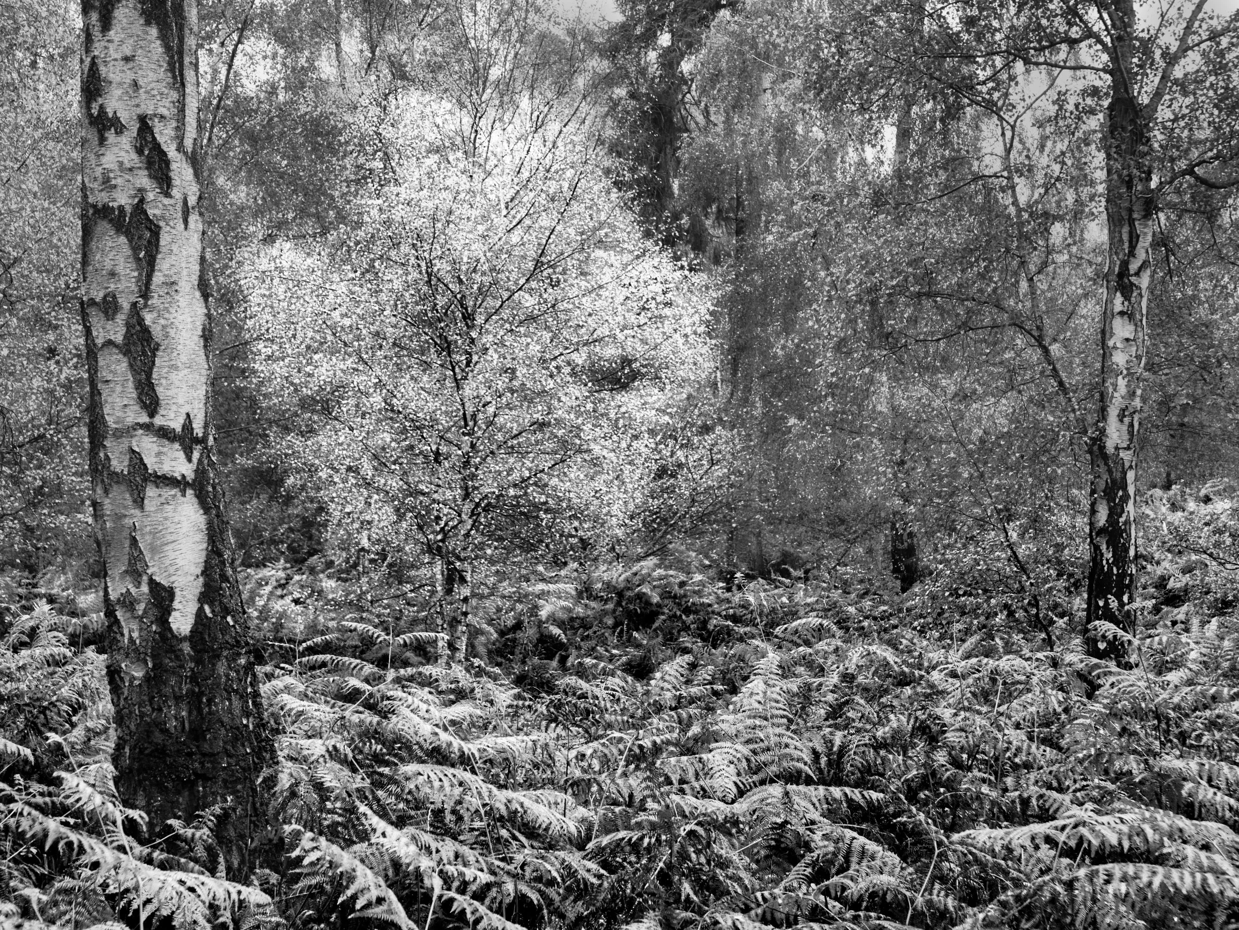 Silver birch trees with bracken undergrowth in autumn woodland, black and white