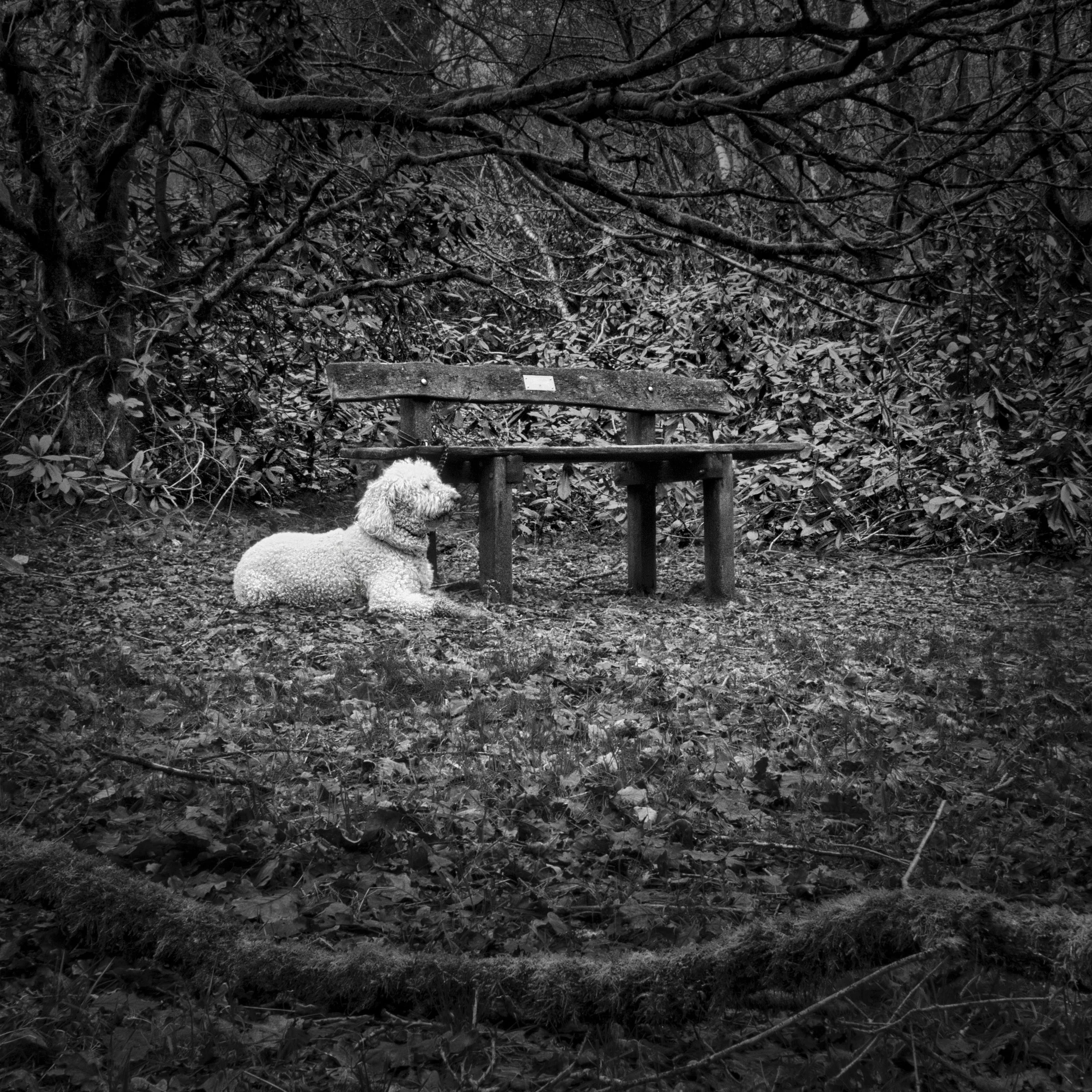 Elvis in Penn Woods.jpeg